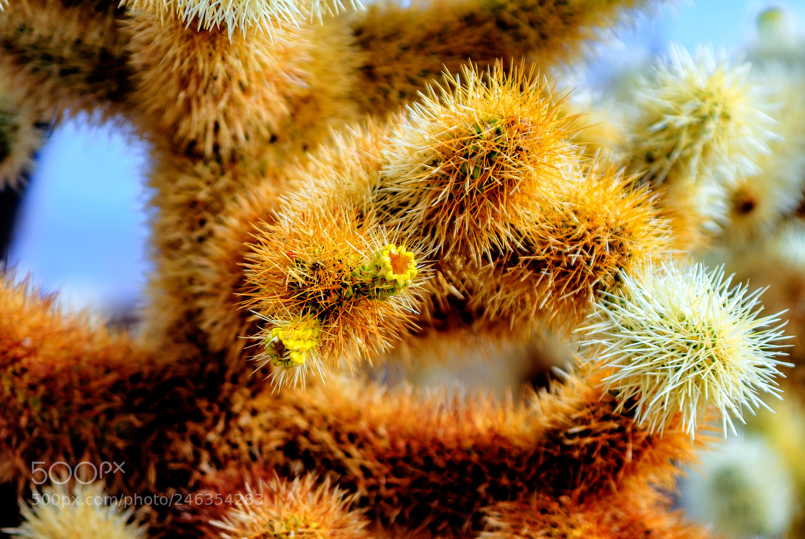 Canon EOS 40D sample photo. Joshua tree photography