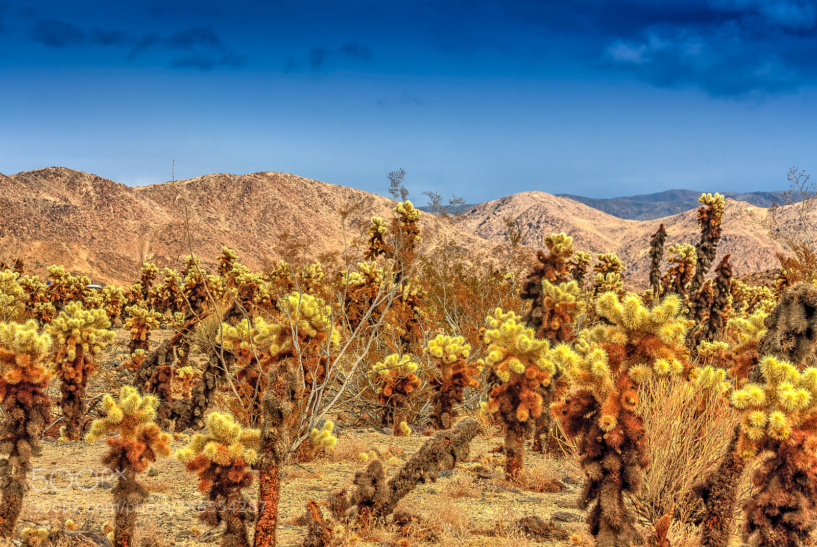 Canon EOS 40D sample photo. Joshua tree photography