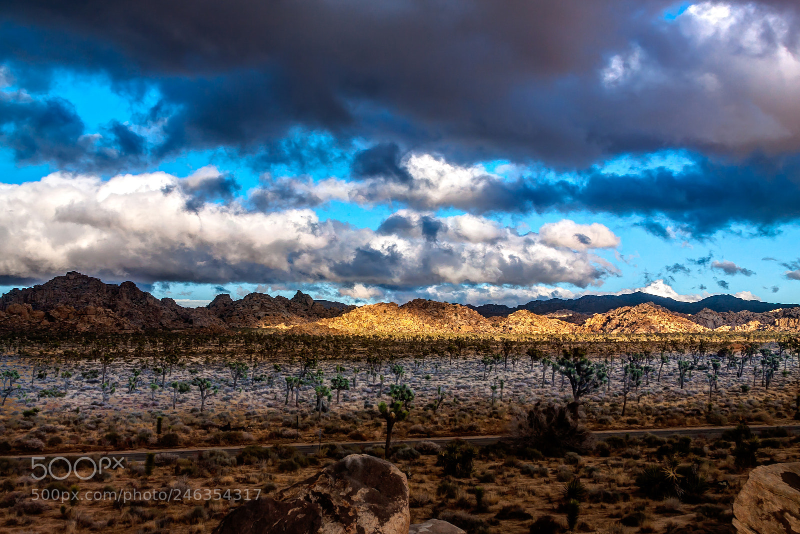 Canon EOS 40D sample photo. Joshua tree photography