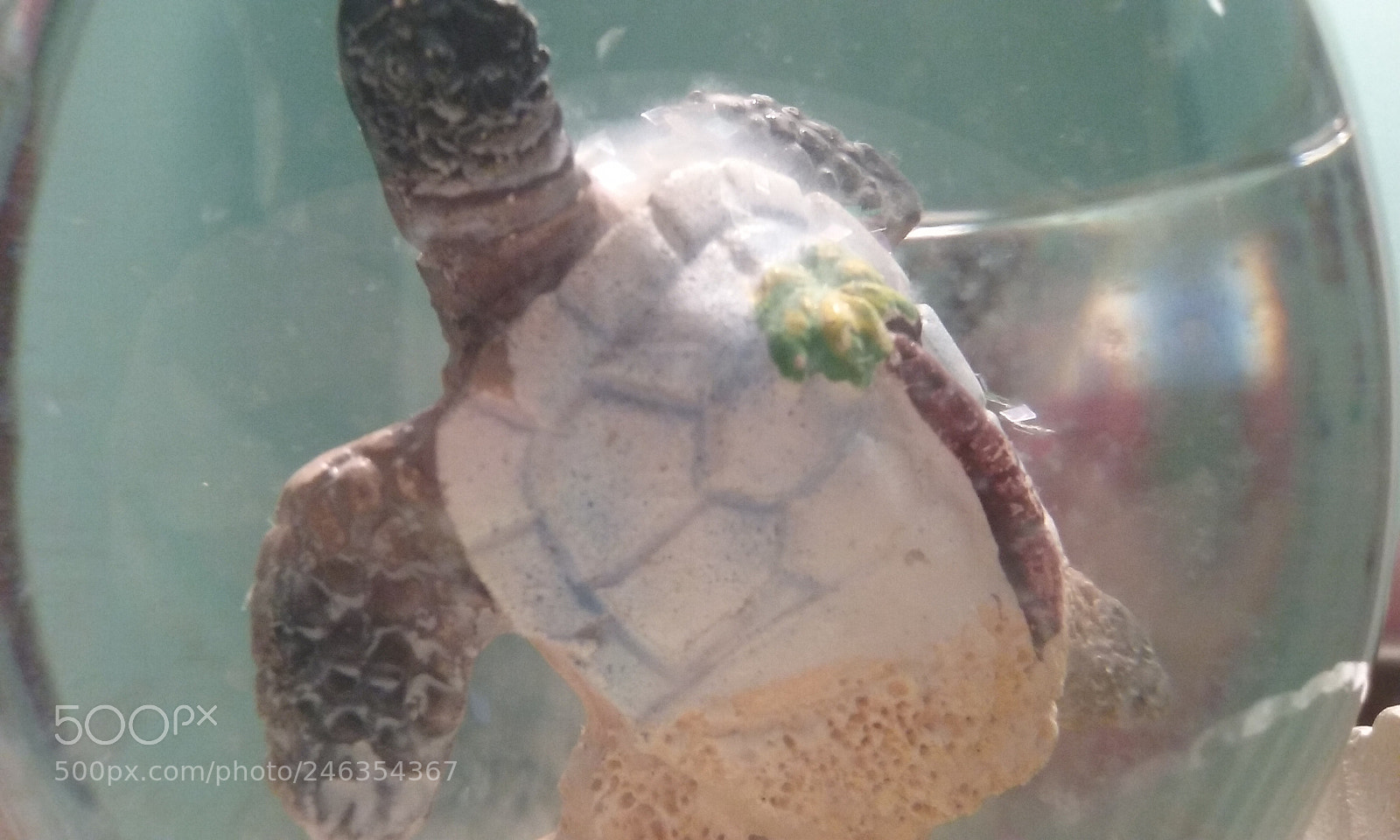 Samsung Galaxy Core Prime sample photo. -turtle- photography