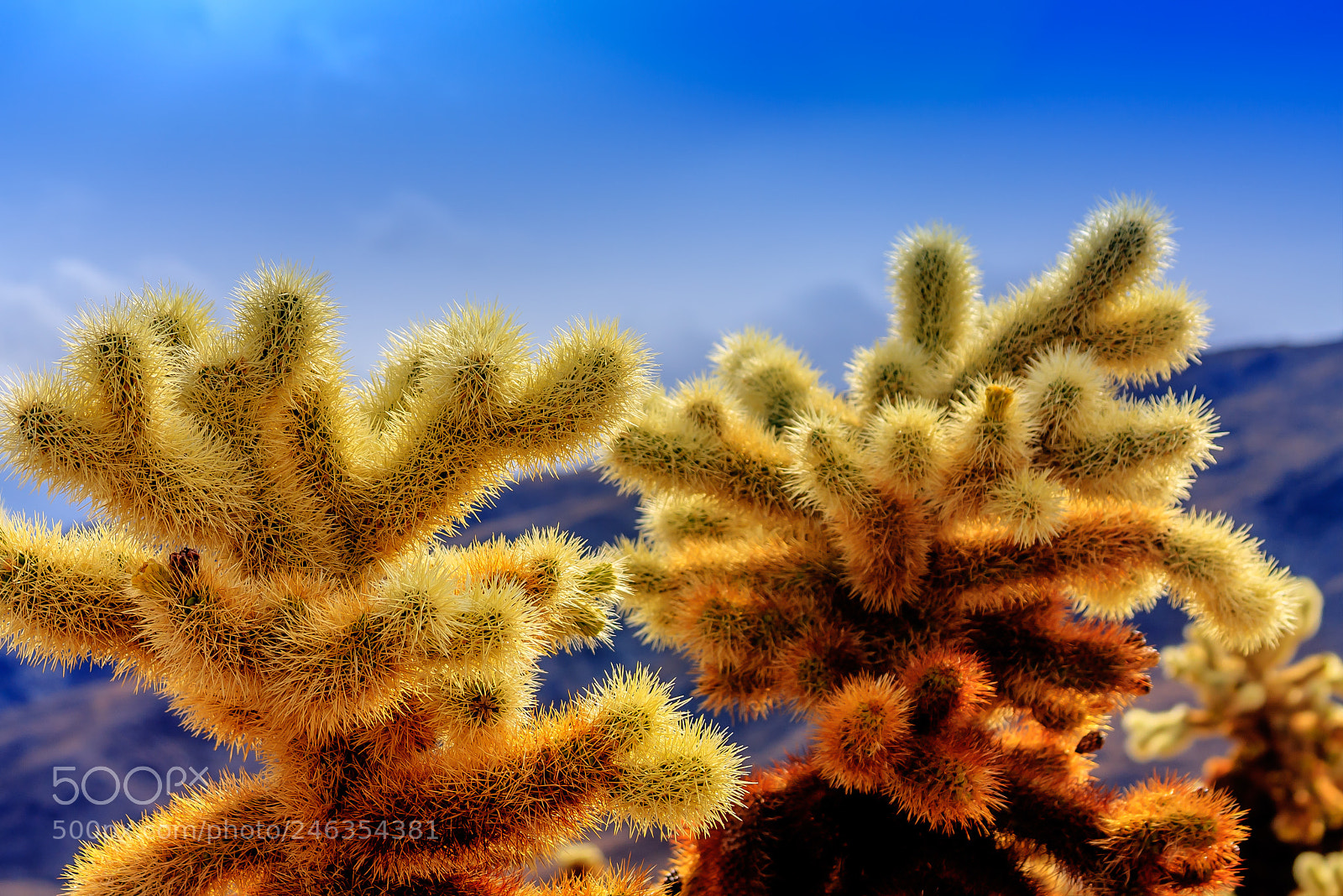 Canon EOS 40D sample photo. Joshua tree photography