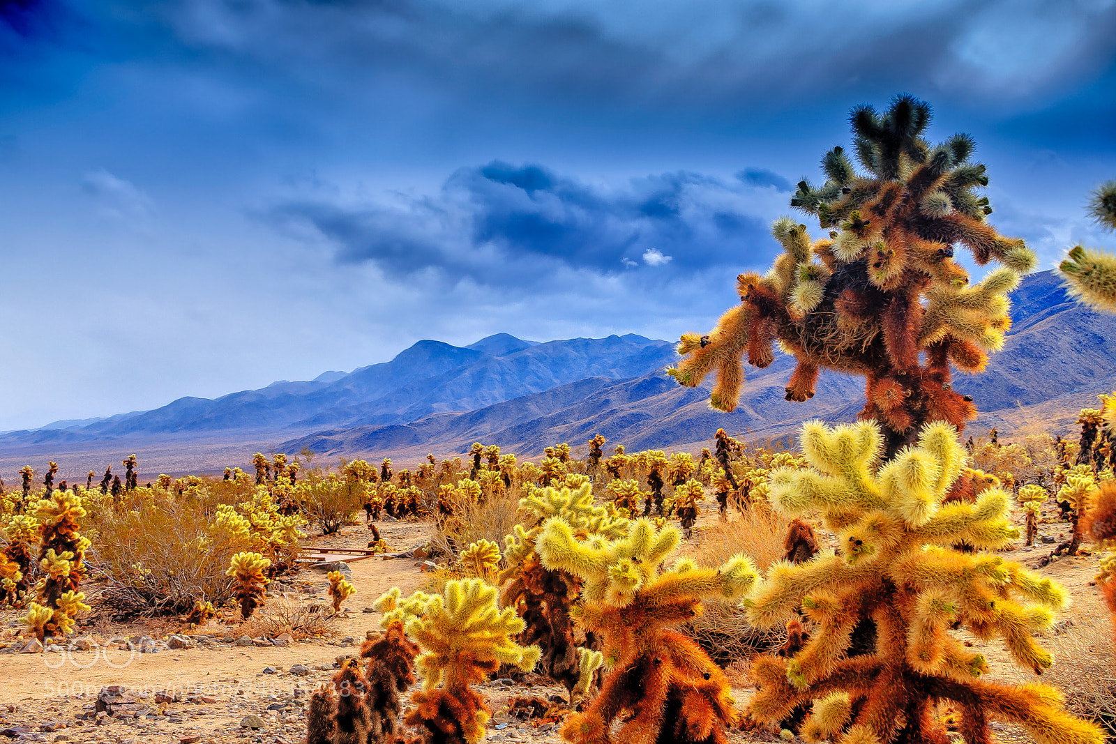 Canon EOS 40D sample photo. Joshua tree photography