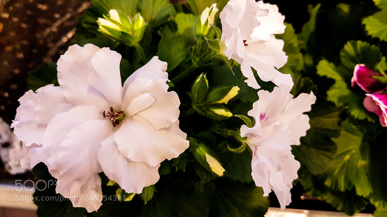 Samsung Galaxy S8 sample photo. White flowers on a photography