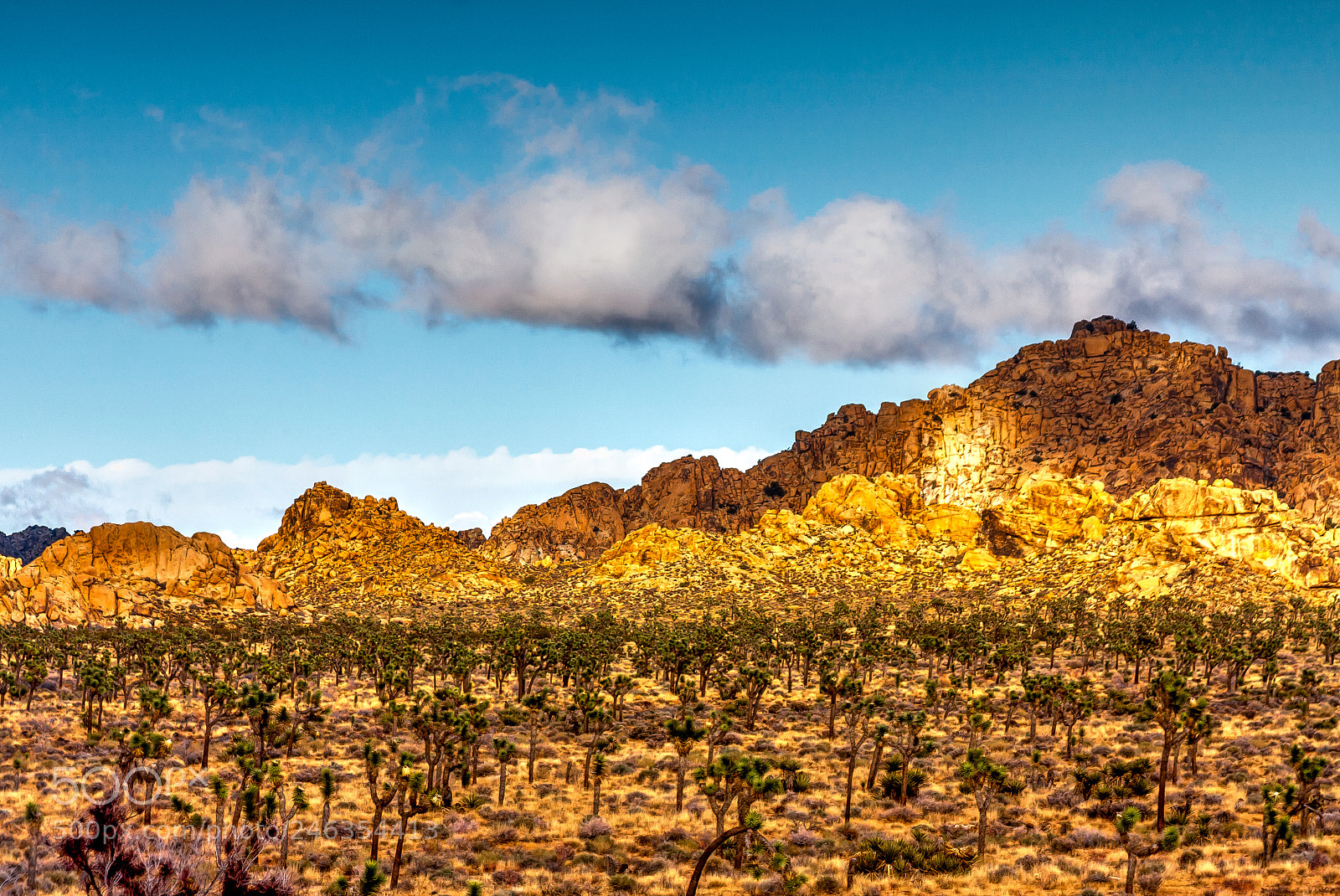 Canon EOS 40D sample photo. Joshua tree photography