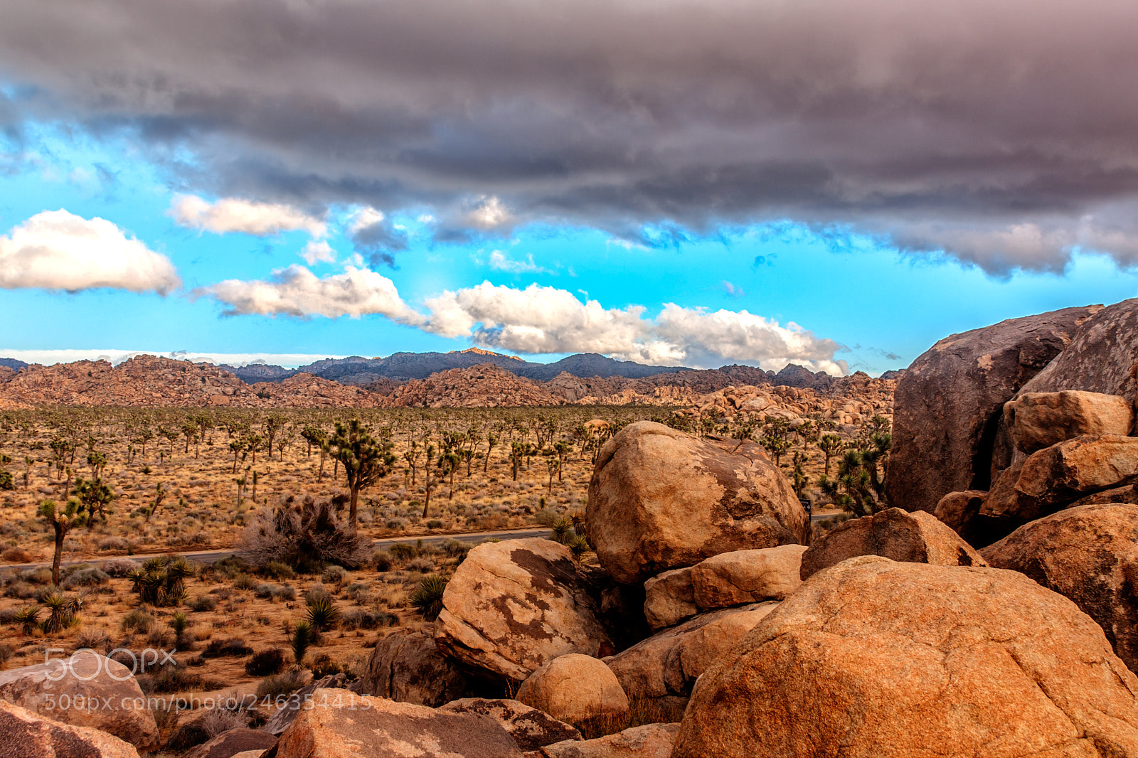 Canon EOS 40D sample photo. Joshua tree photography
