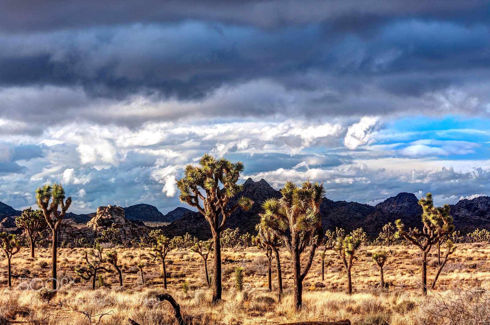 Canon EOS 40D sample photo. Joshua tree photography
