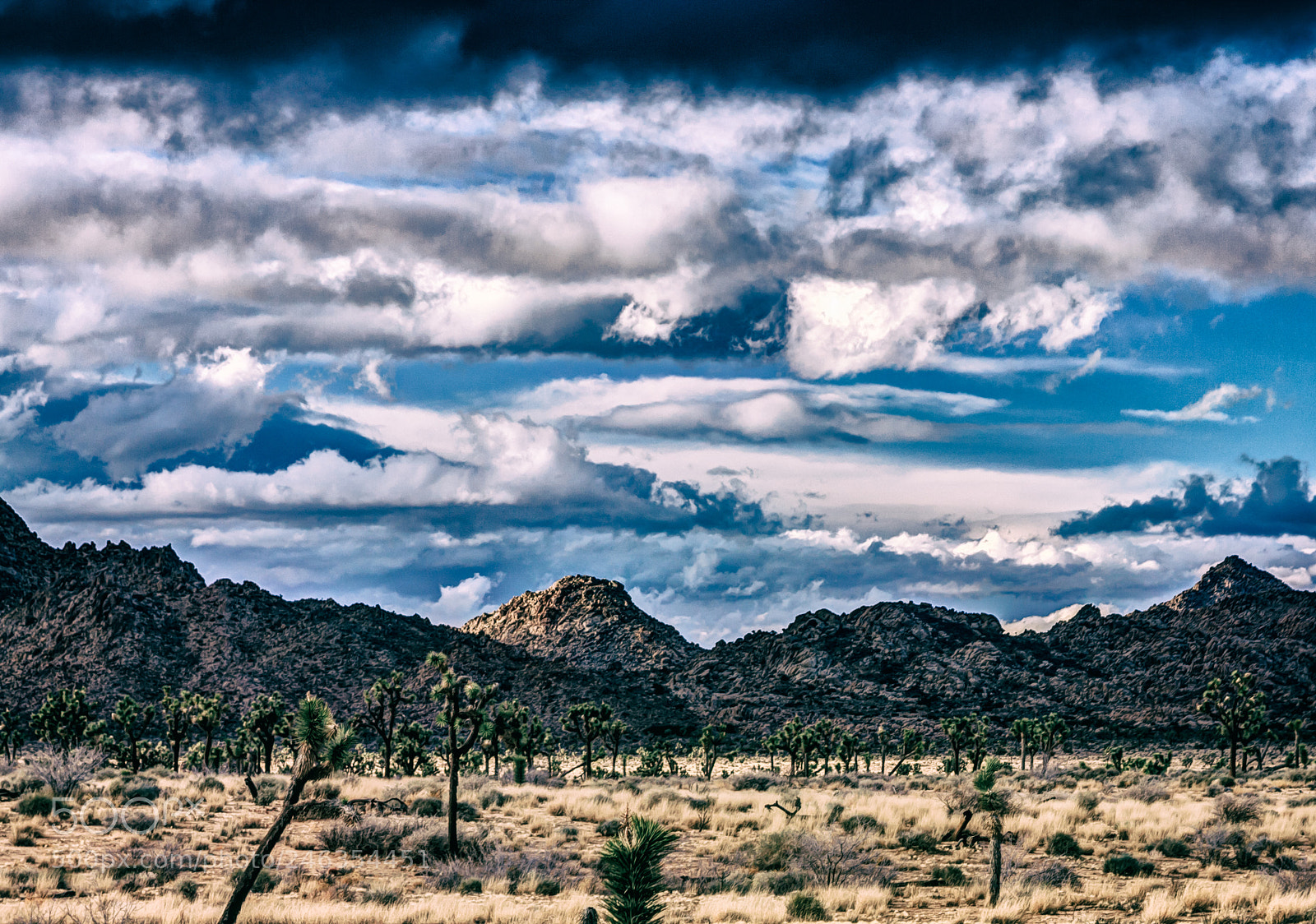Canon EOS 40D sample photo. Joshua tree photography
