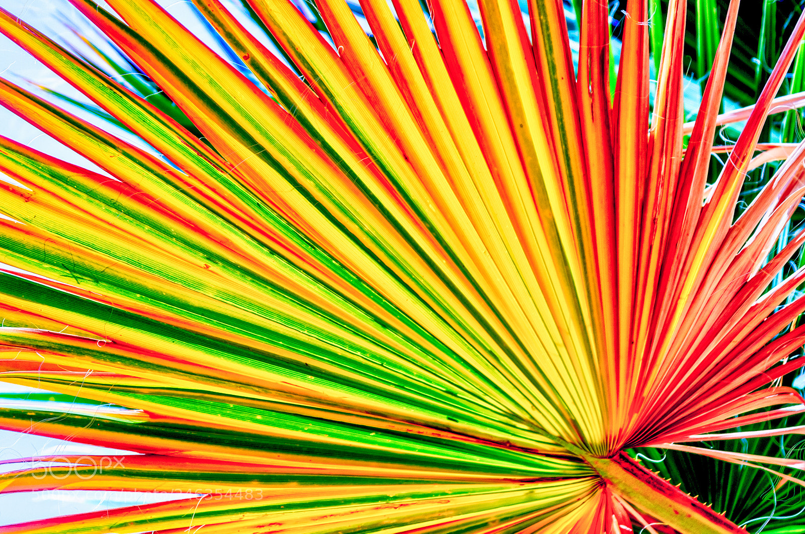 Canon EOS 40D sample photo. Fan palm photography