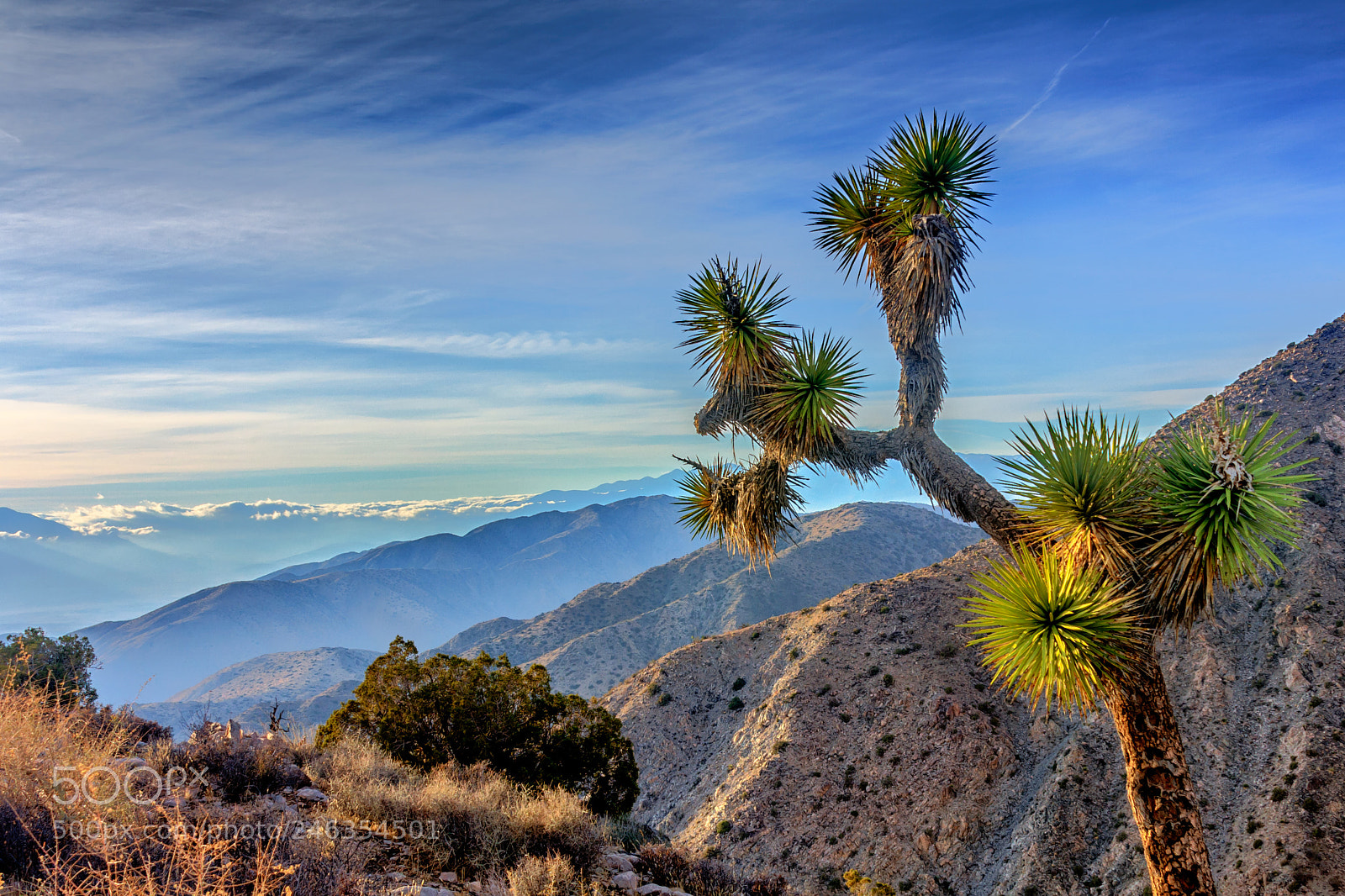 Canon EOS 40D sample photo. Joshua tree photography