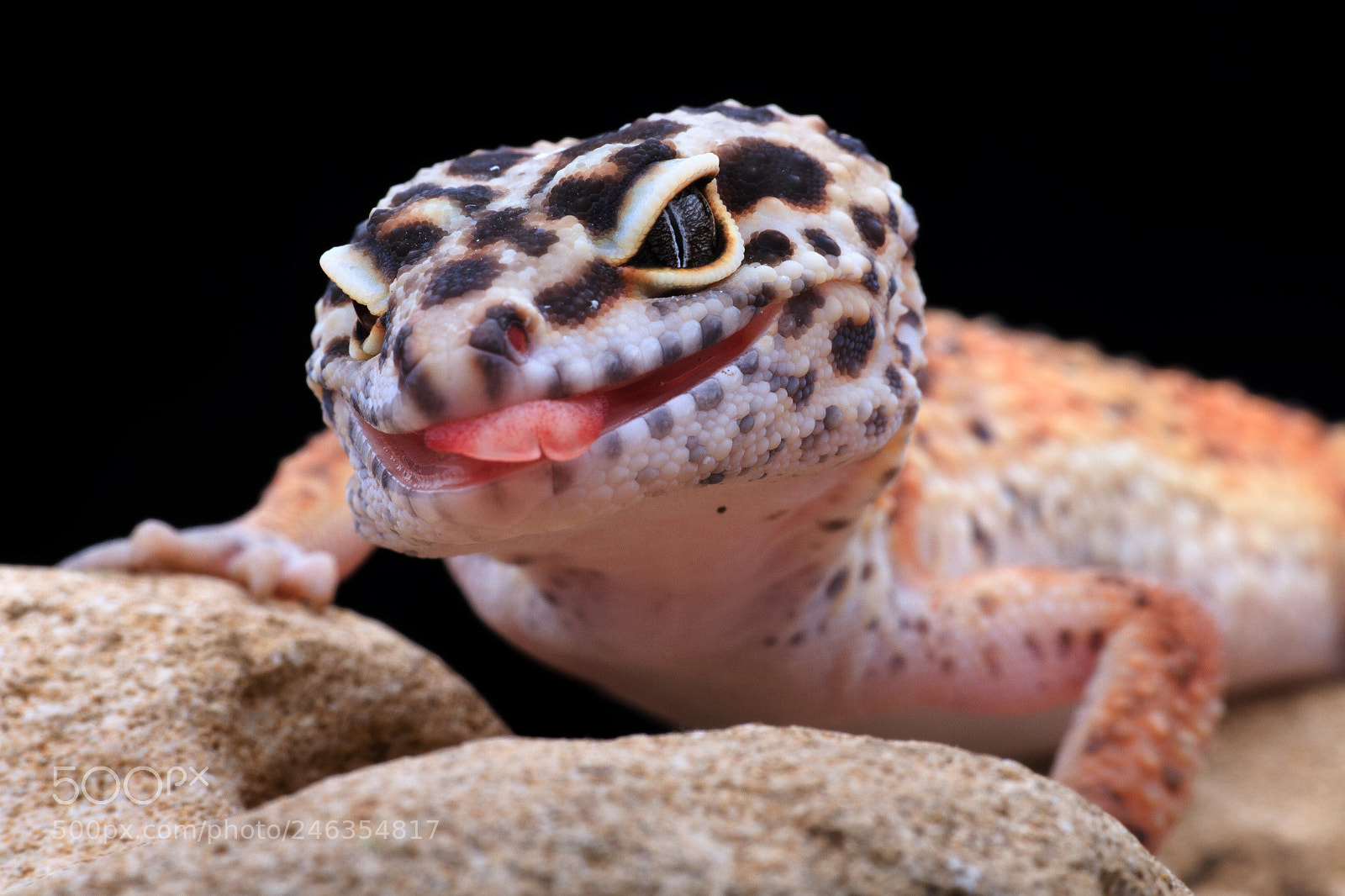 Canon EOS 7D sample photo. Gecko, lizard photography