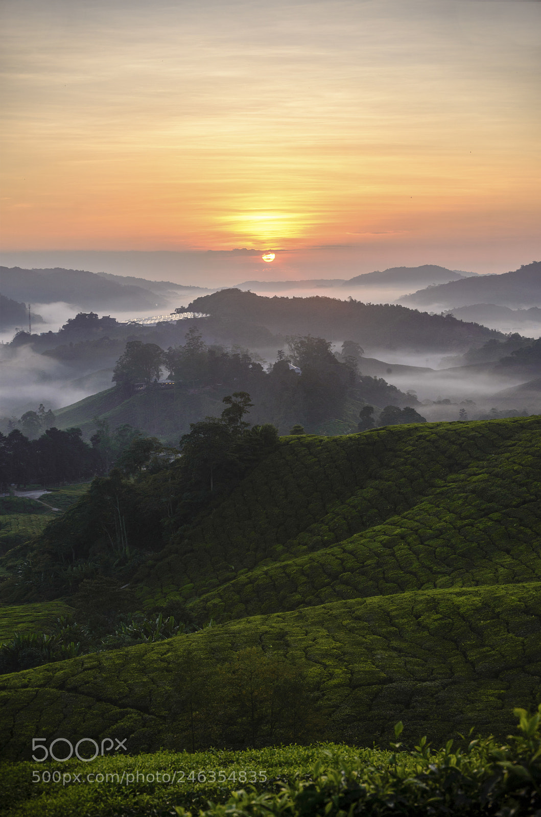 Nikon D610 sample photo. Boh in the morning photography