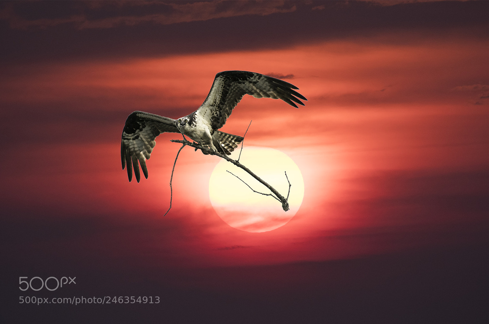 Nikon D500 sample photo. Sunset bird photography