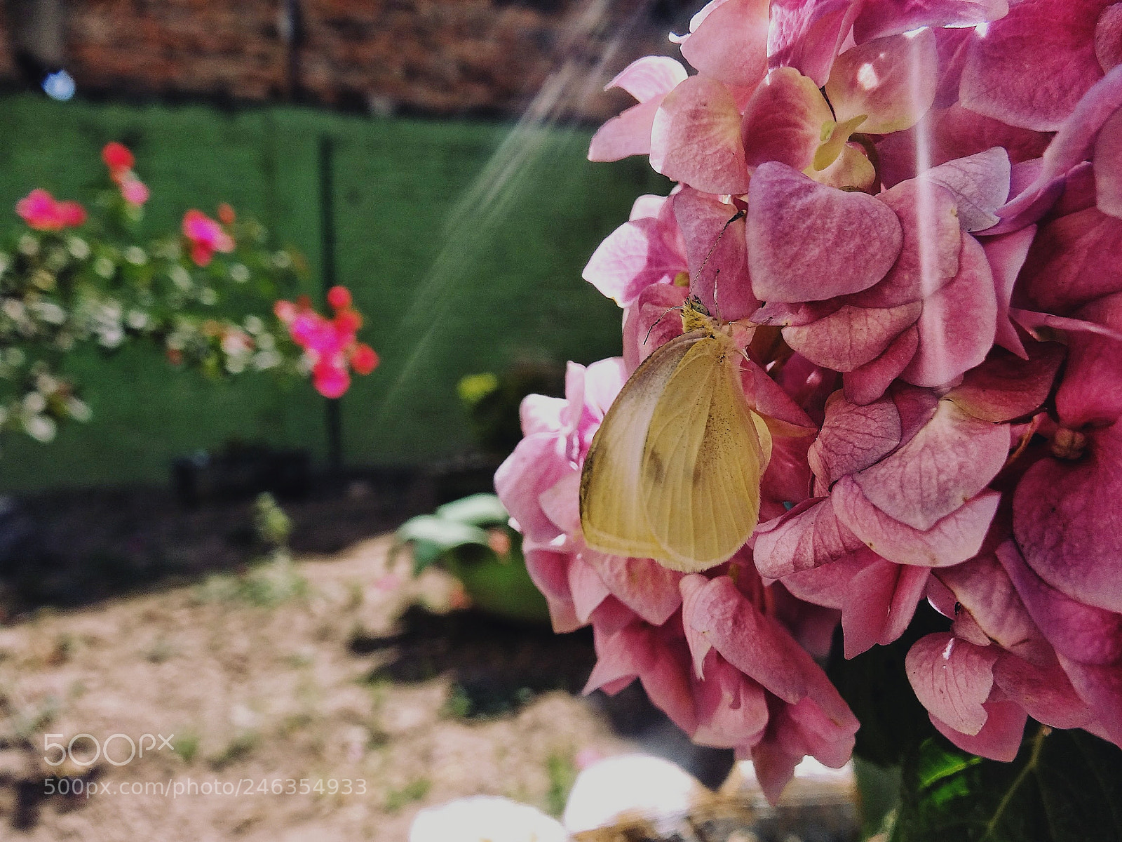 Sony Cyber-shot DSC-HX20V sample photo. Only free photography
