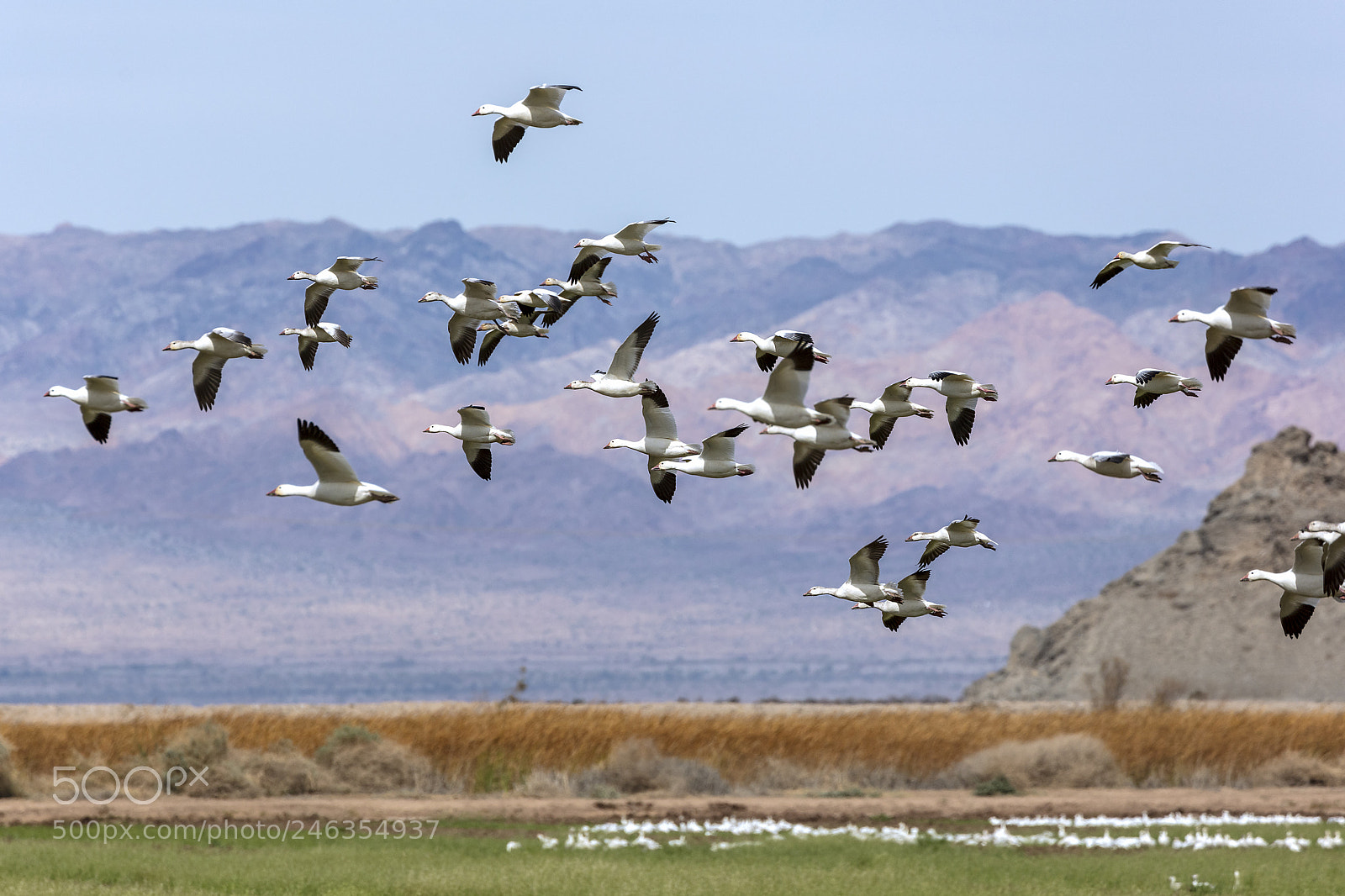Canon EOS 5DS sample photo. Snow geese at salton photography