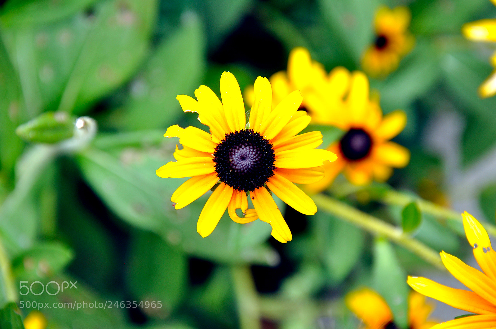 Nikon D90 sample photo. A new beginning photography