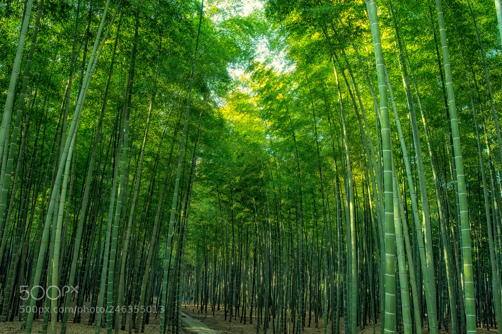 Pentax K-3 sample photo. * photography