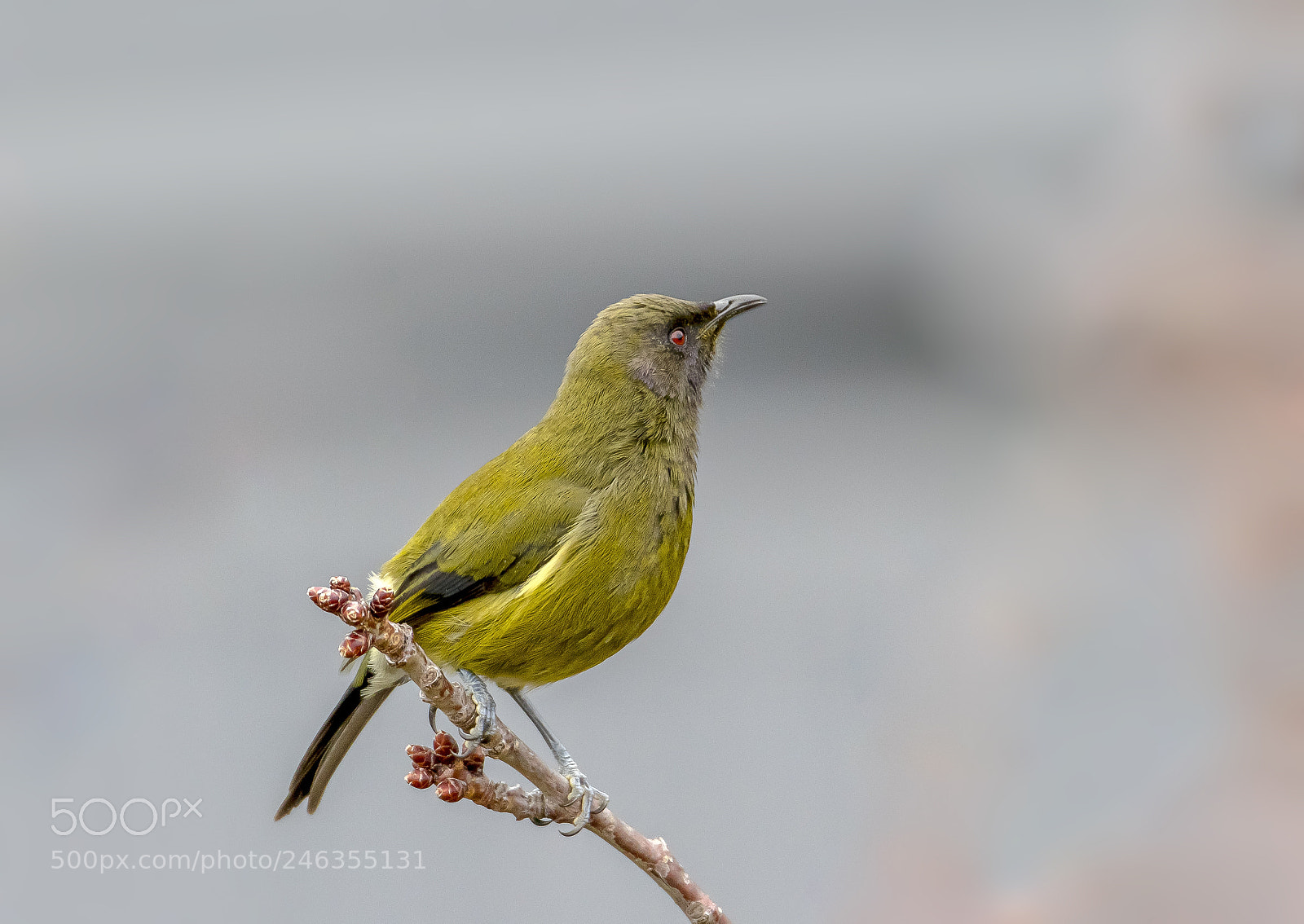 Canon EOS 7D Mark II sample photo. New zealand native belbird photography