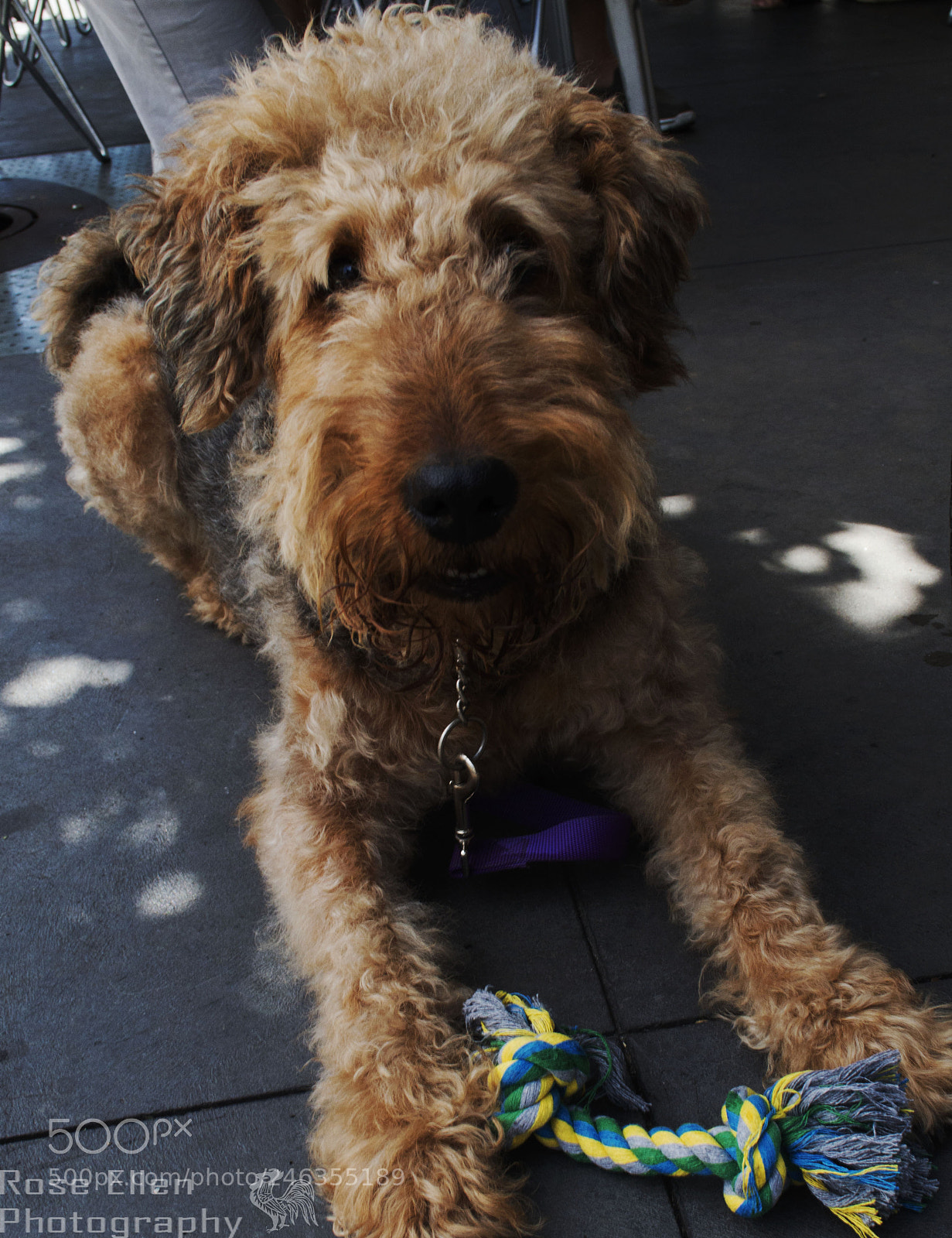 Nikon D3200 sample photo. Poppy the pooch photography