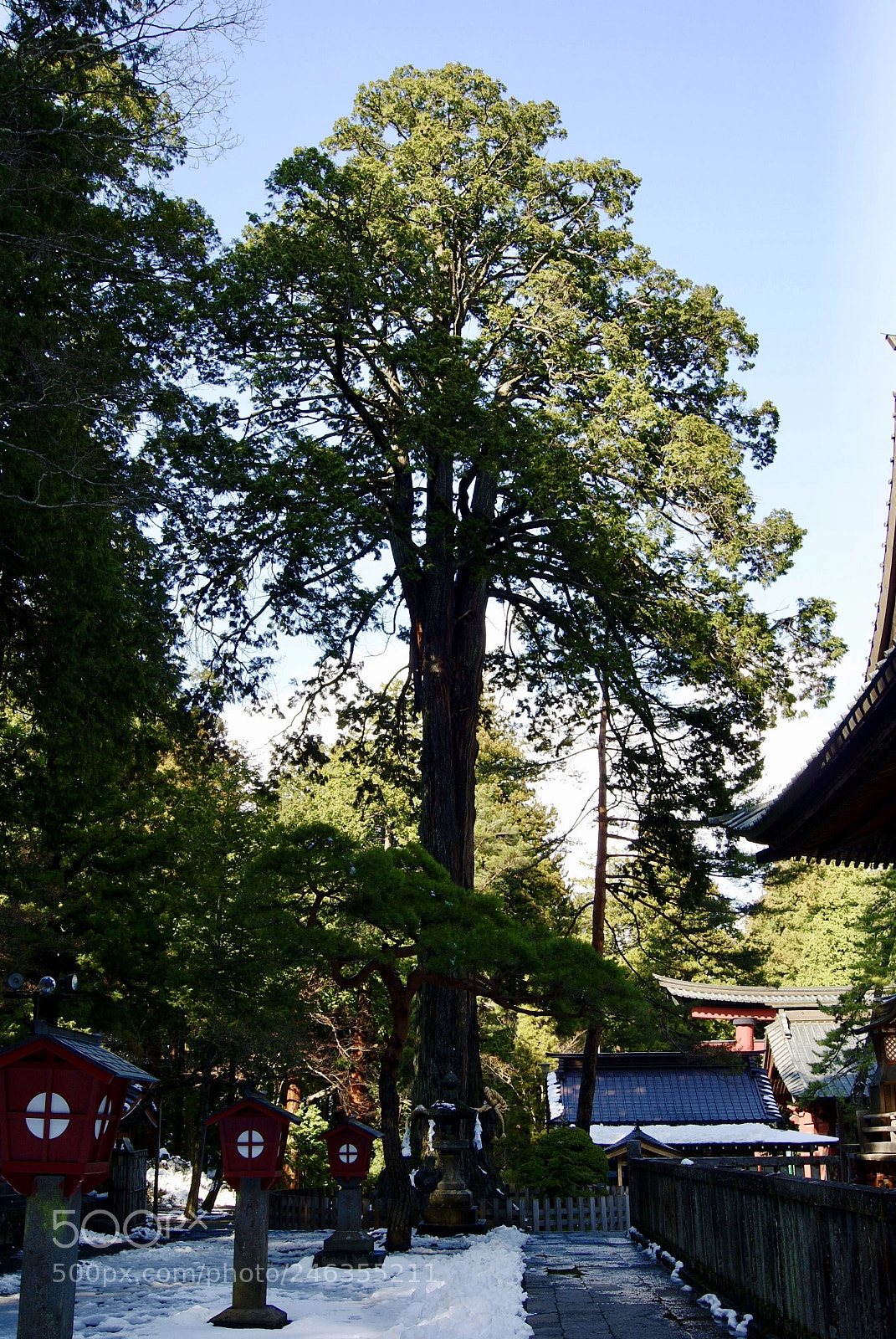 Sony Alpha DSLR-A330 sample photo. 北口本宮富士浅間神社の神杉 photography