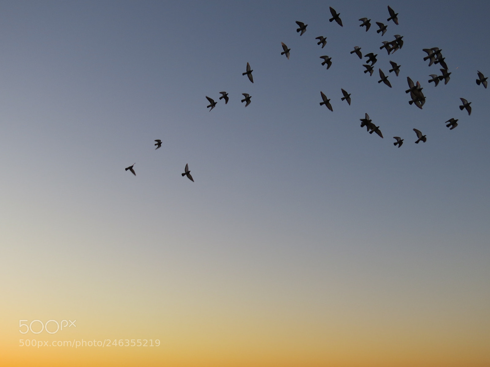Canon PowerShot SX50 HS sample photo. Birds flying sunset photography