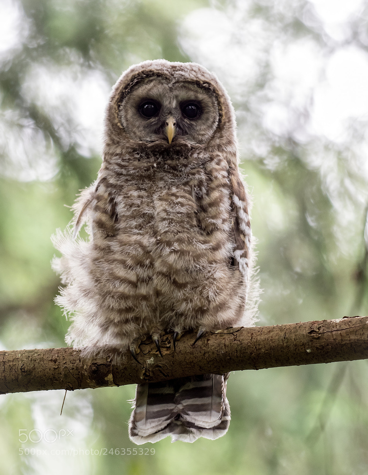 Olympus OM-D E-M1 sample photo. Owlet in fluff photography