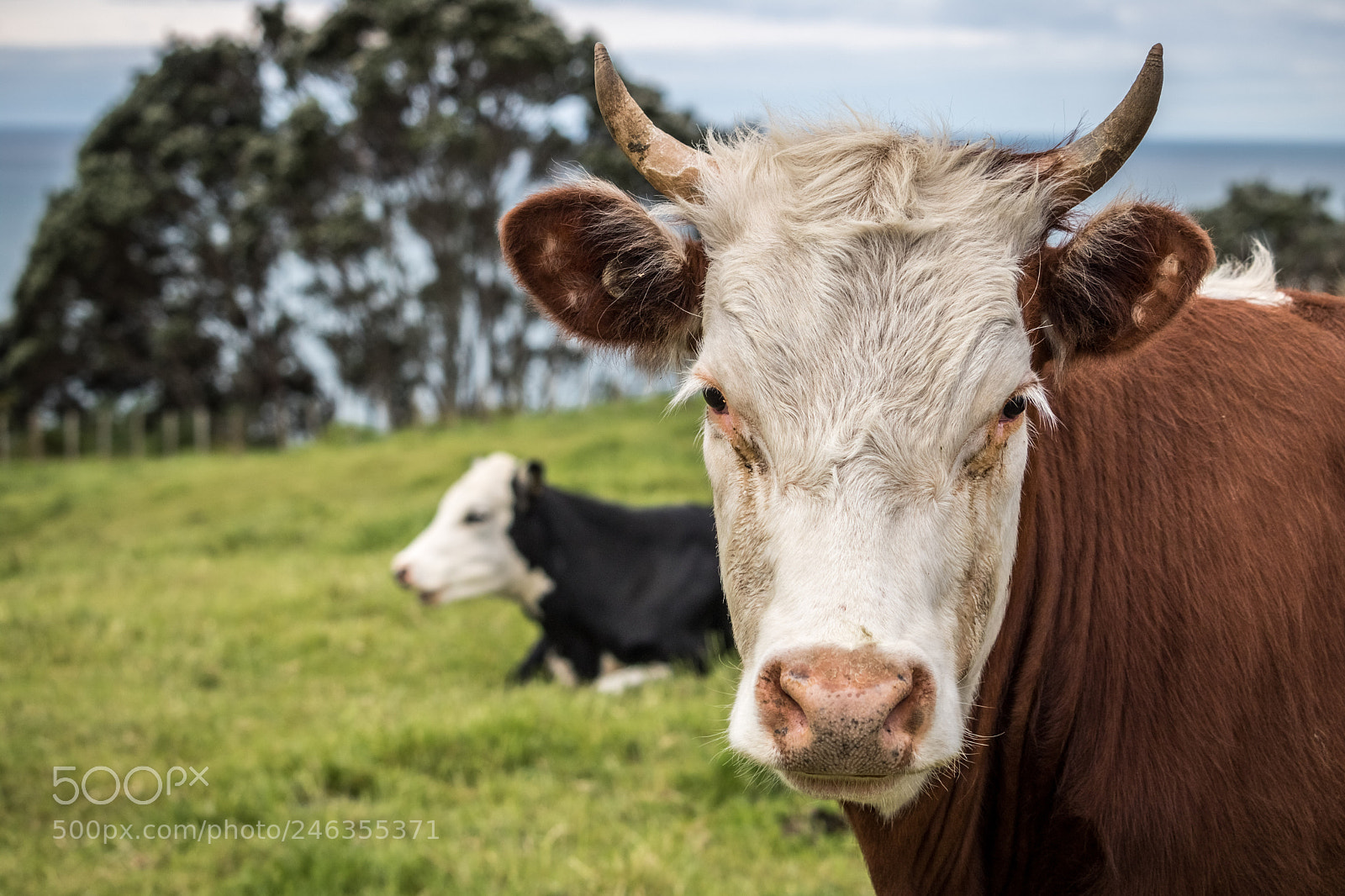 Canon EOS 760D (EOS Rebel T6s / EOS 8000D) sample photo. Staredown photography