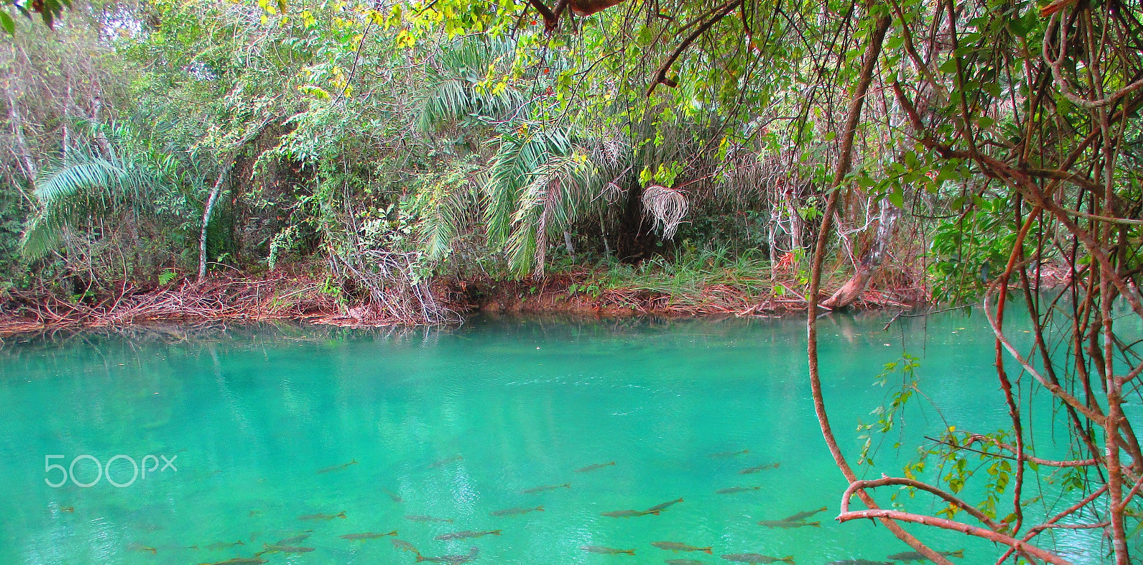 Canon PowerShot ELPH 135 (IXUS 145 / IXY 120) sample photo. The surreal formoso river with fishes photography