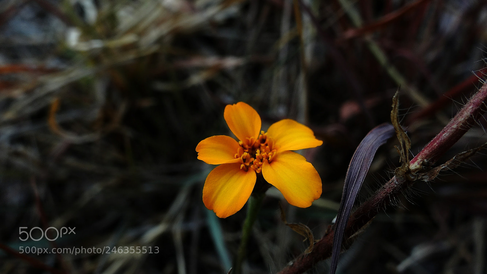 Sony Cyber-shot DSC-HX20V sample photo. Perdida photography