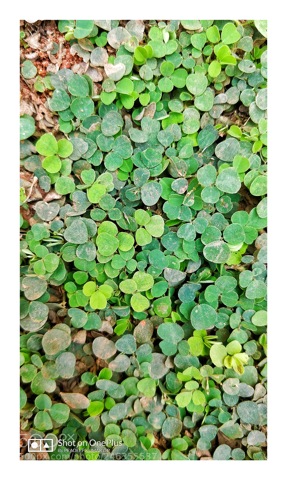 OnePlus 5 sample photo. Untitled photography