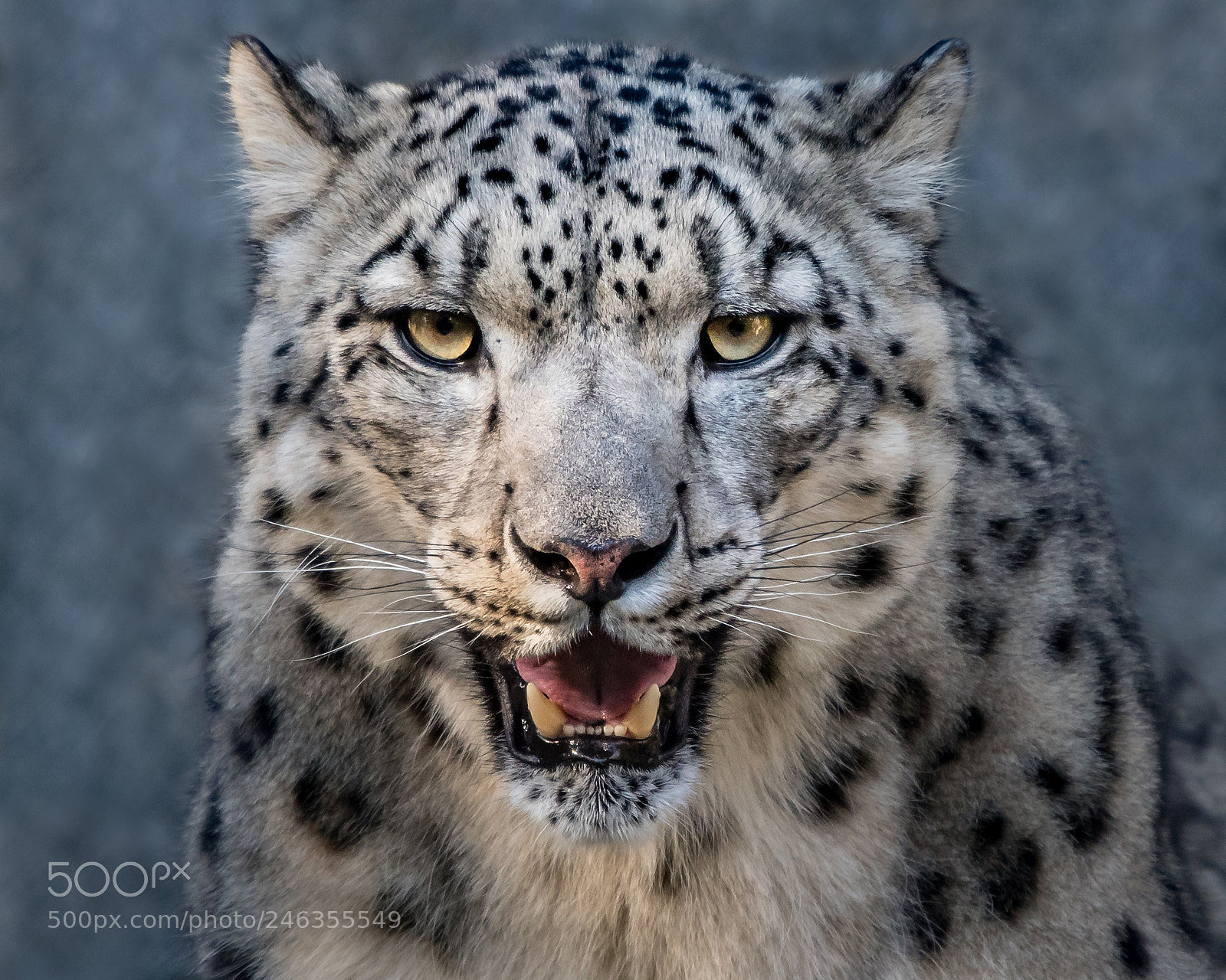 Nikon D500 sample photo. Snow leopard xxvii photography