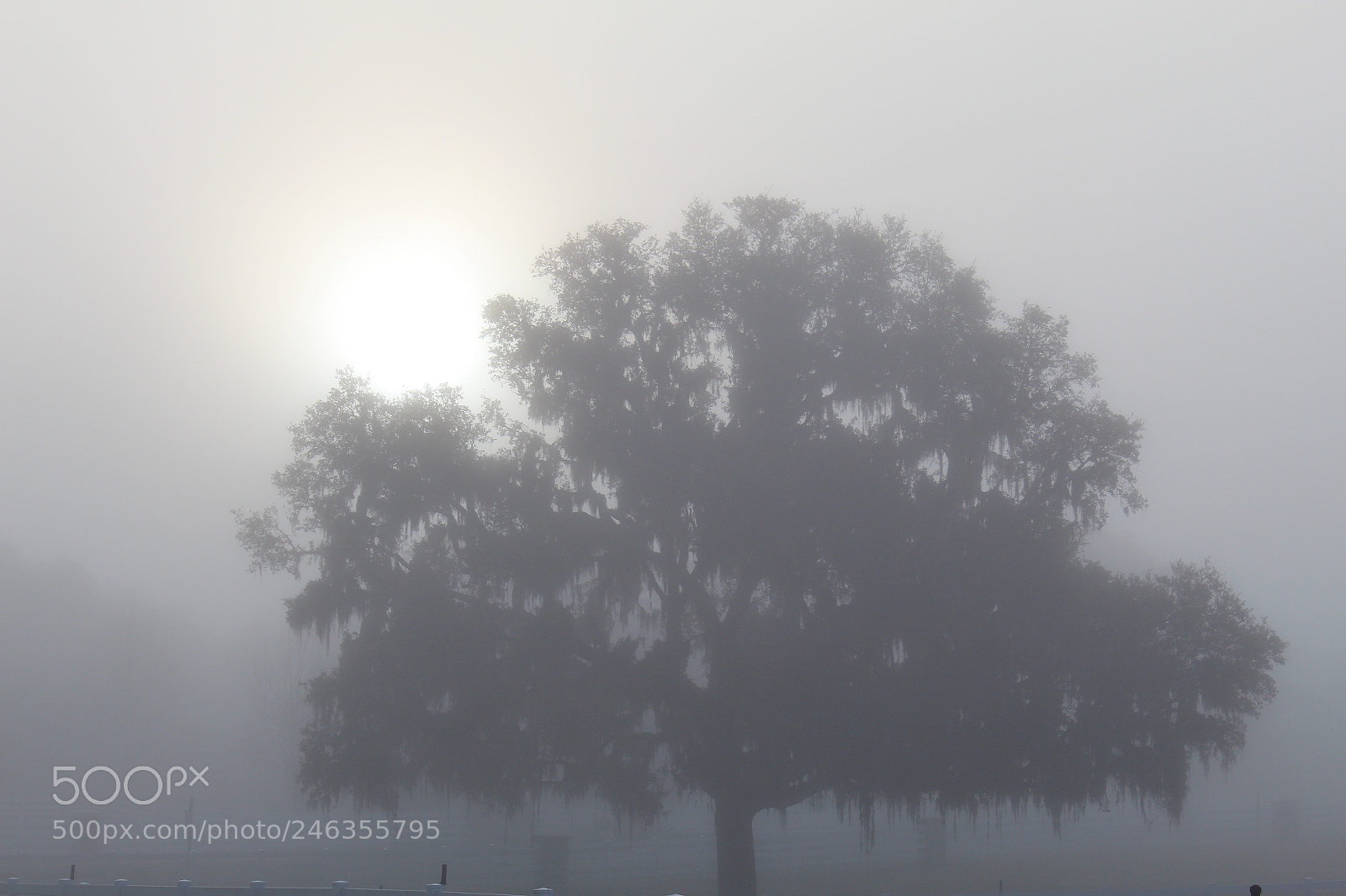 Canon EOS 1300D (EOS Rebel T6 / EOS Kiss X80) sample photo. Foggy tree photography