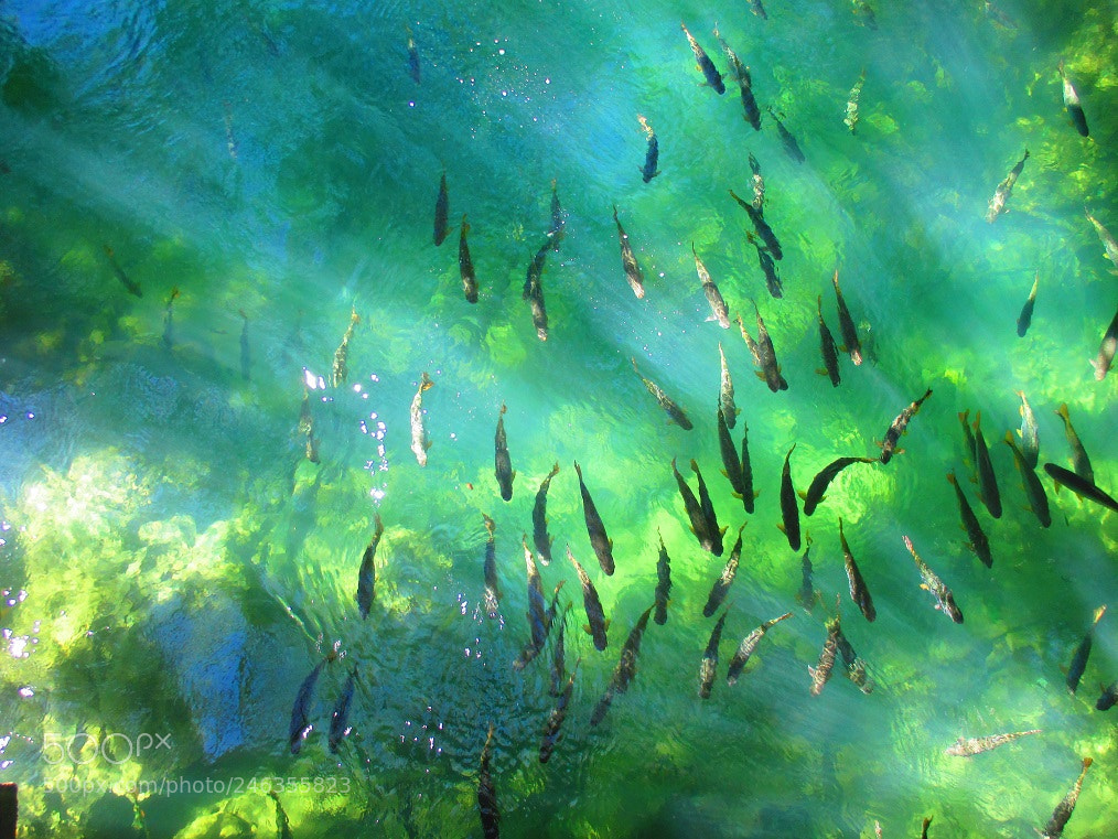 Canon PowerShot ELPH 135 (IXUS 145 / IXY 120) sample photo. Fishes in formoso river. photography