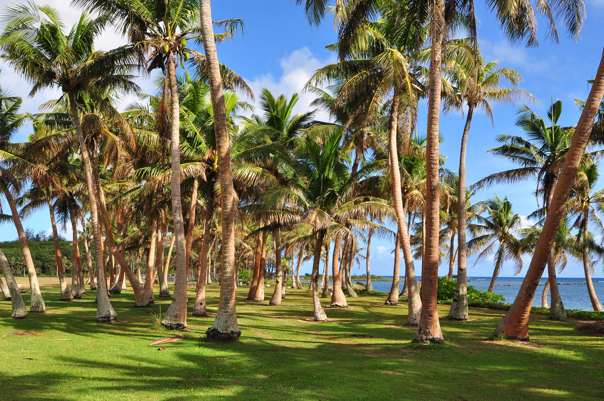 Nikon D90 sample photo. Asan beach palms photography