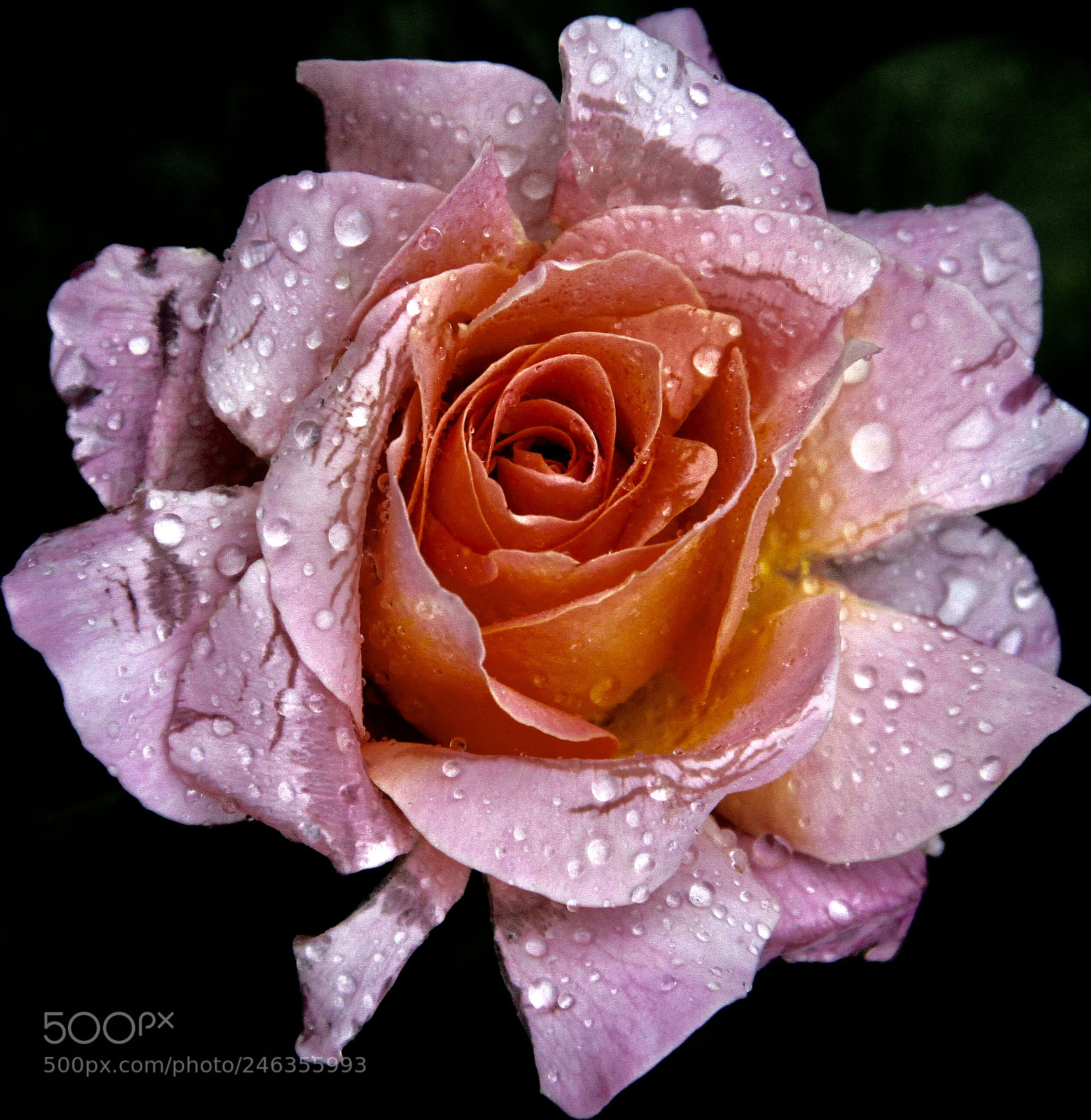 Canon EOS 50D sample photo. After  the  rain photography
