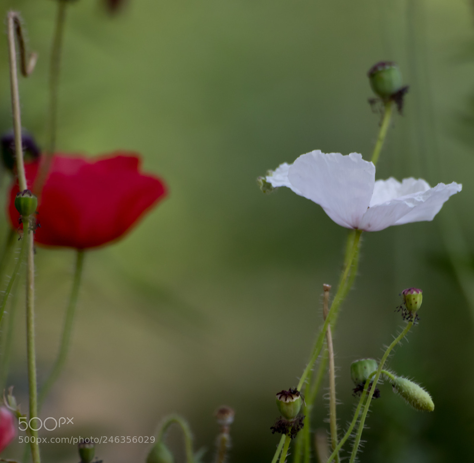 Canon EOS 750D (EOS Rebel T6i / EOS Kiss X8i) sample photo. The lovely flowers! photography
