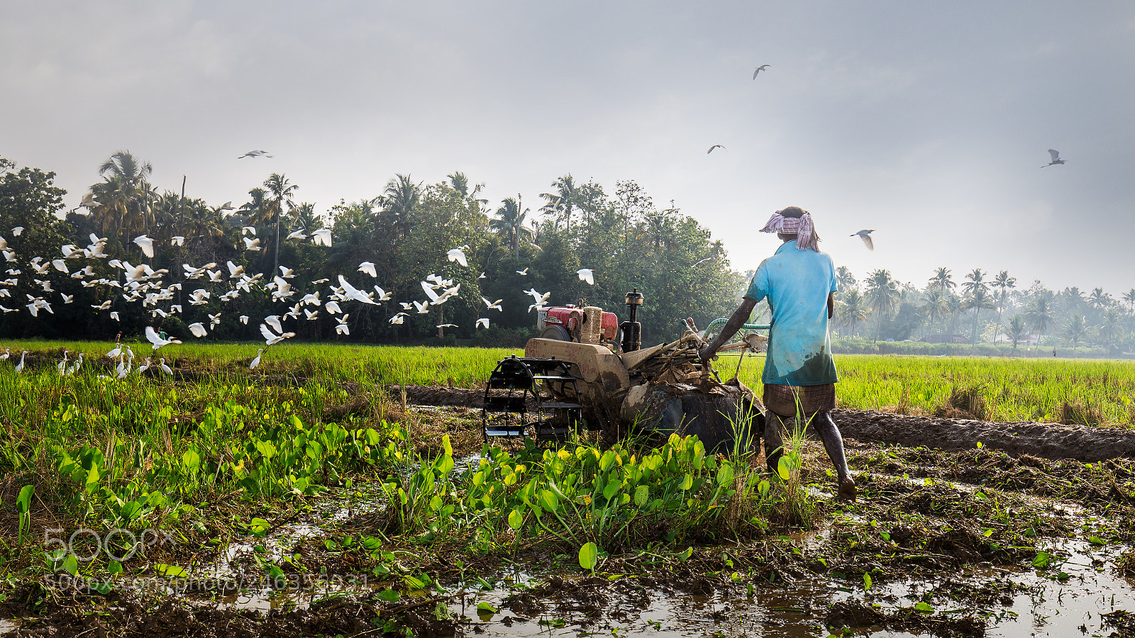 Canon EOS 6D sample photo. Ploughing paddy fields, kerala photography