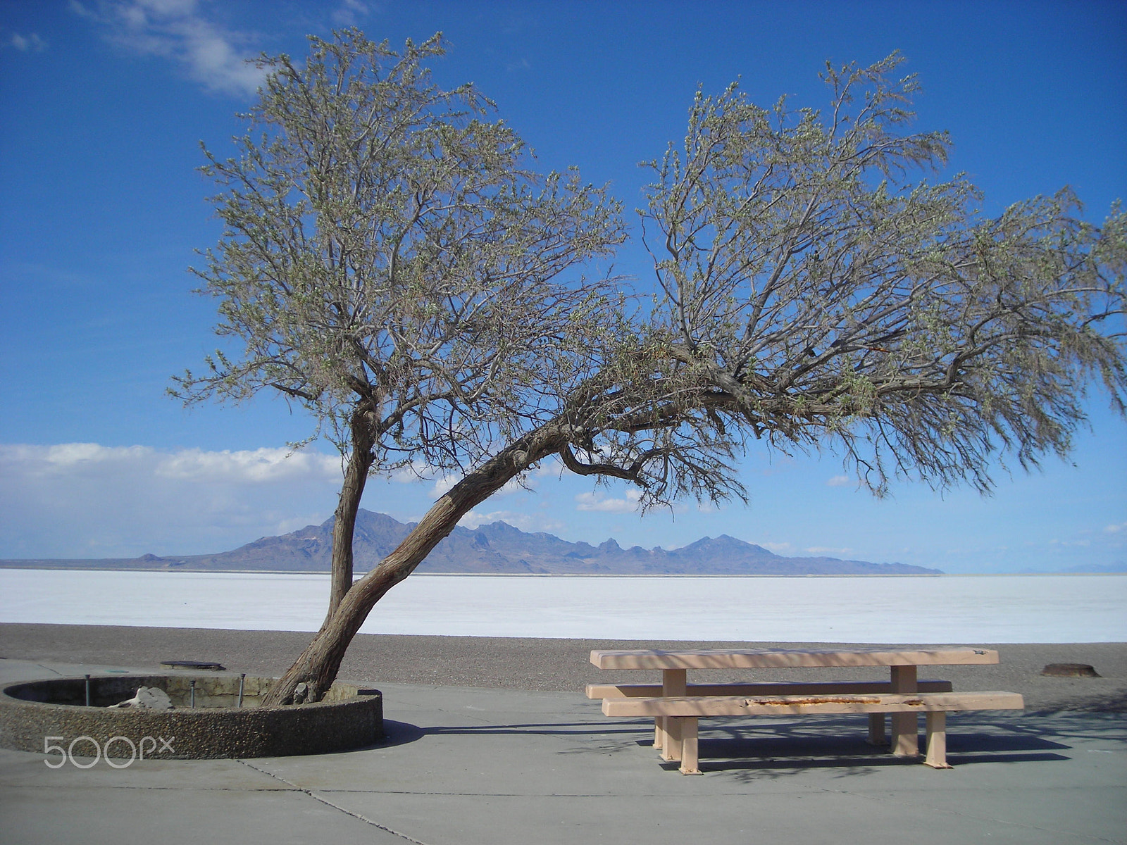 Nikon COOLPIX L2 sample photo. Tree of the salt flats photography
