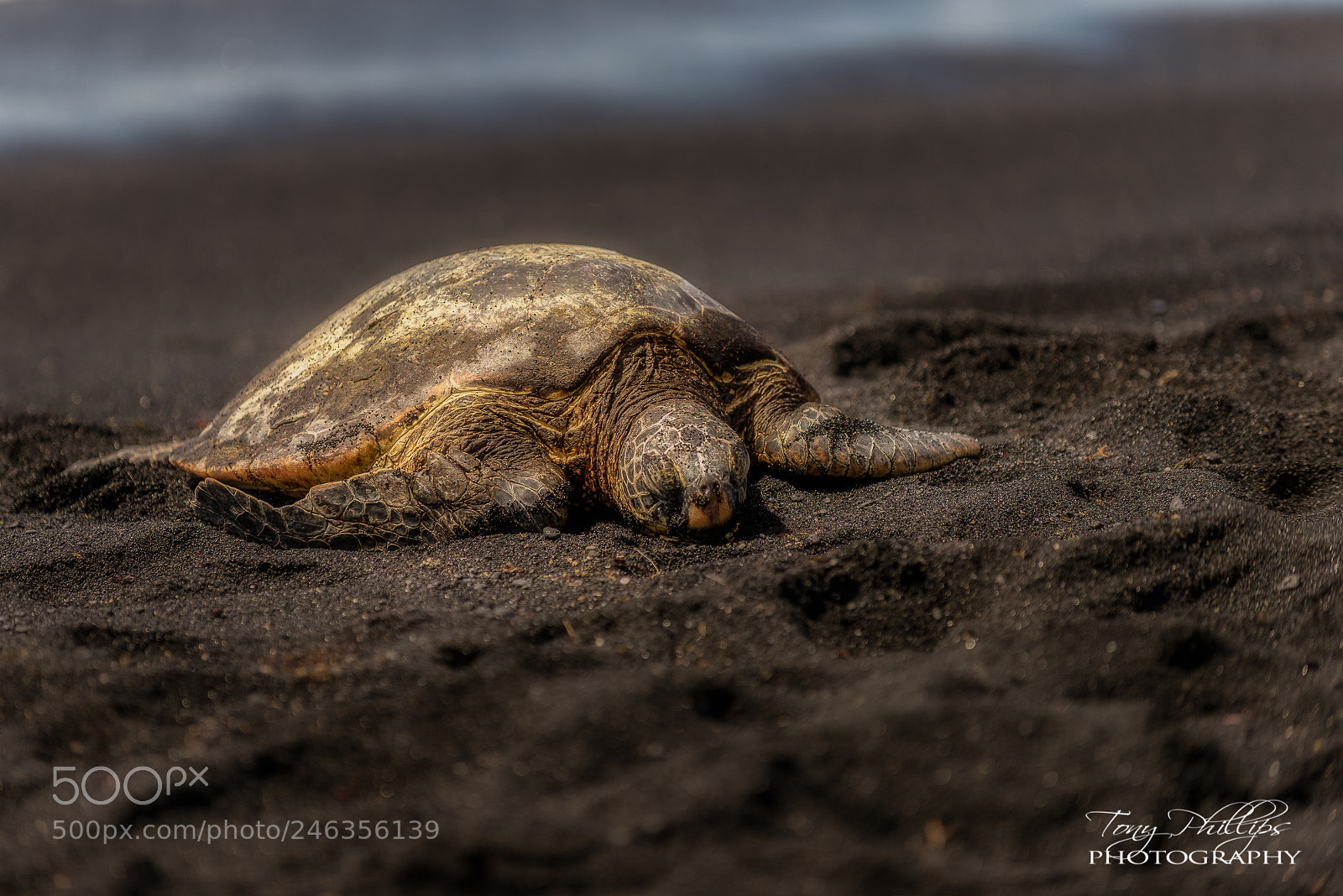Nikon D810 sample photo. Sea turtle photography