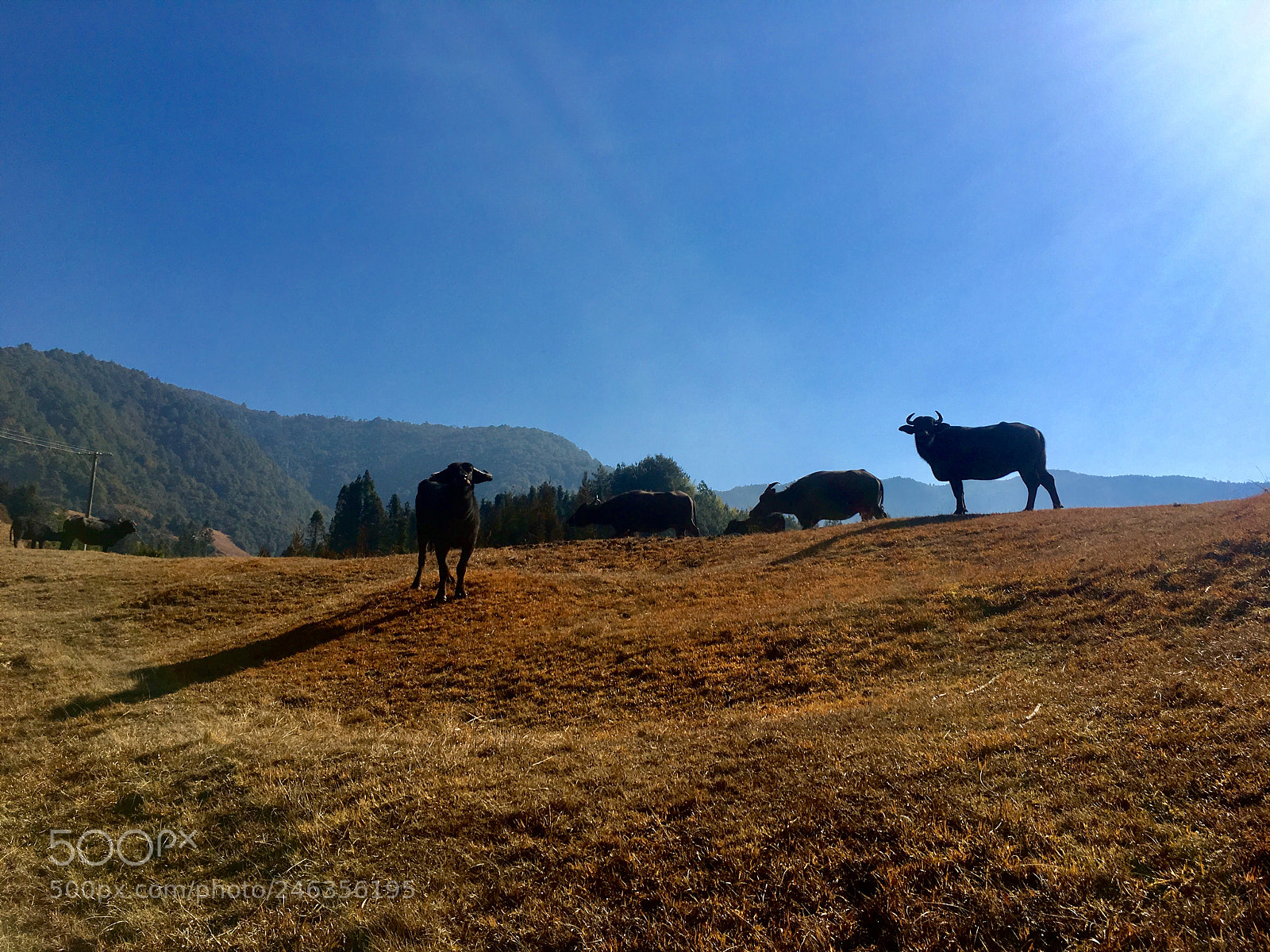Apple iPhone 6s Plus sample photo. Pasture cattle photography