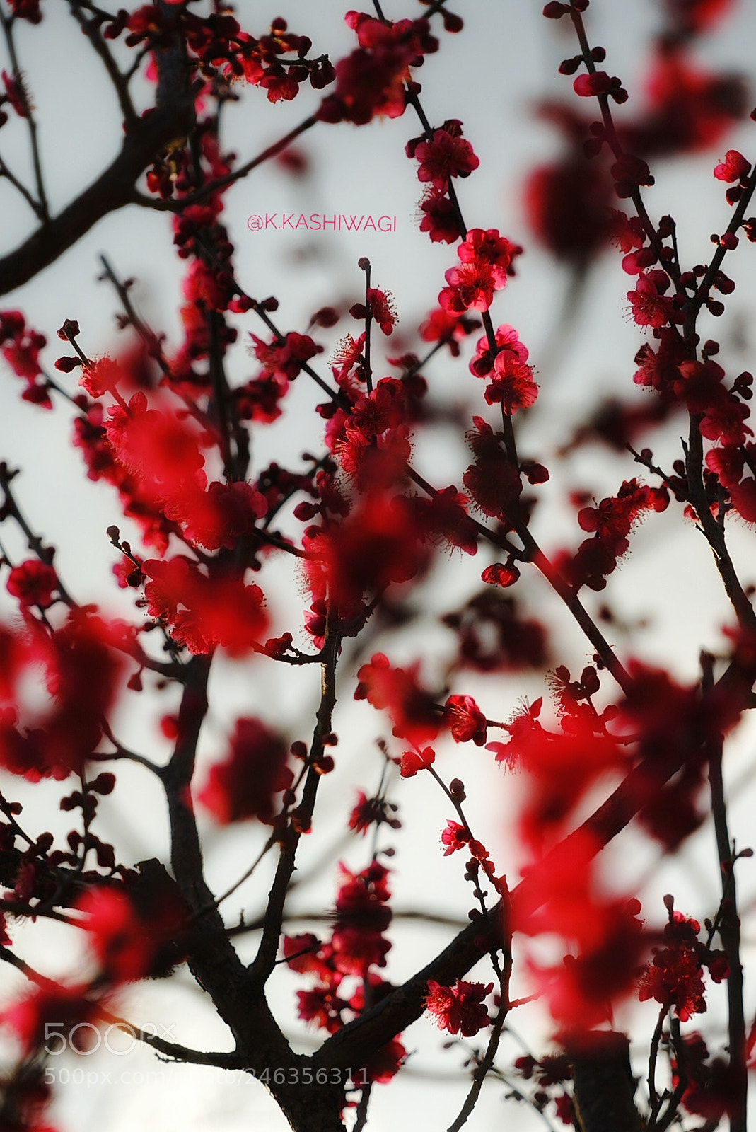 Sony a7 II sample photo. Buried in red plum photography