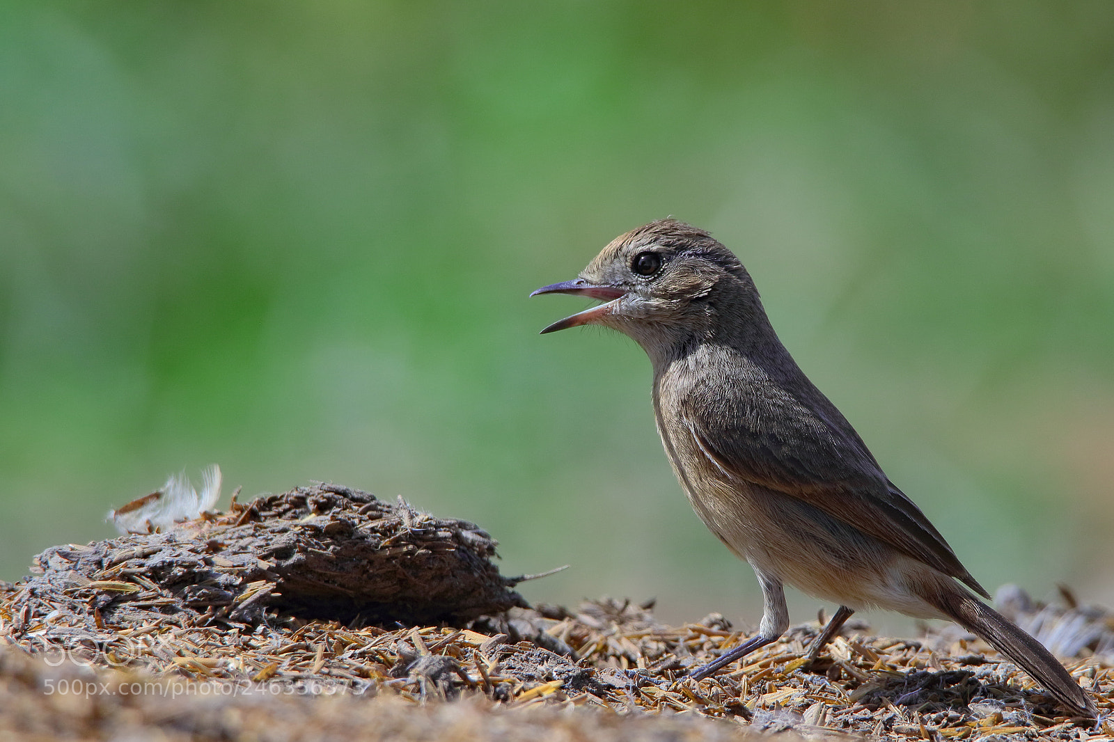 Canon EOS 7D Mark II sample photo. Pied bushchat (female) photography