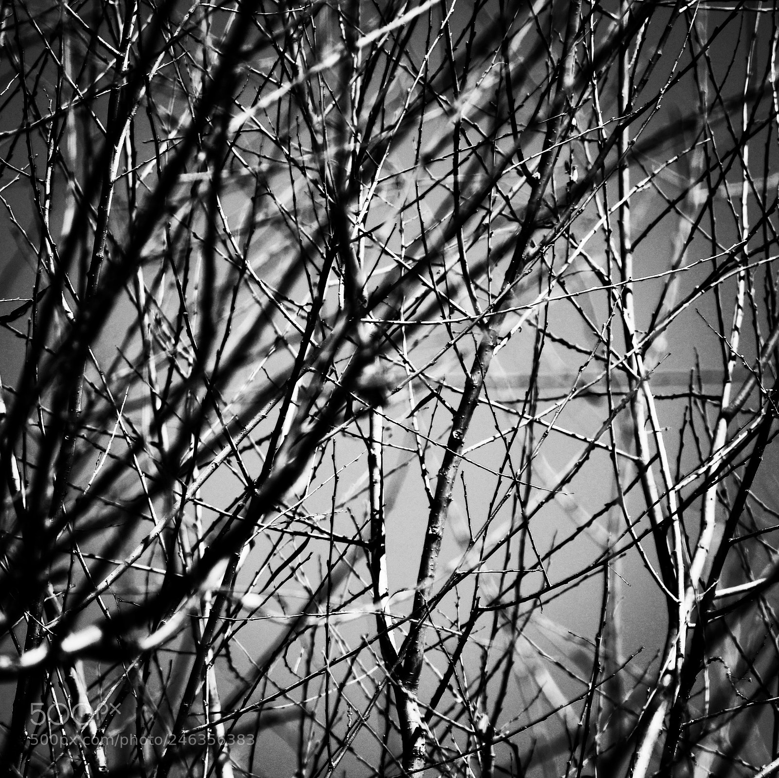 Nikon D7500 sample photo. Branches. photography