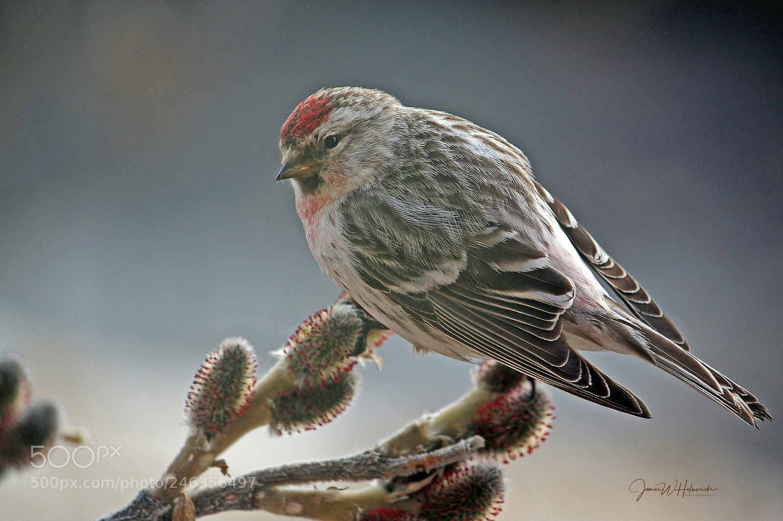 Canon EOS 550D (EOS Rebel T2i / EOS Kiss X4) sample photo. Redpoll & willow buds photography