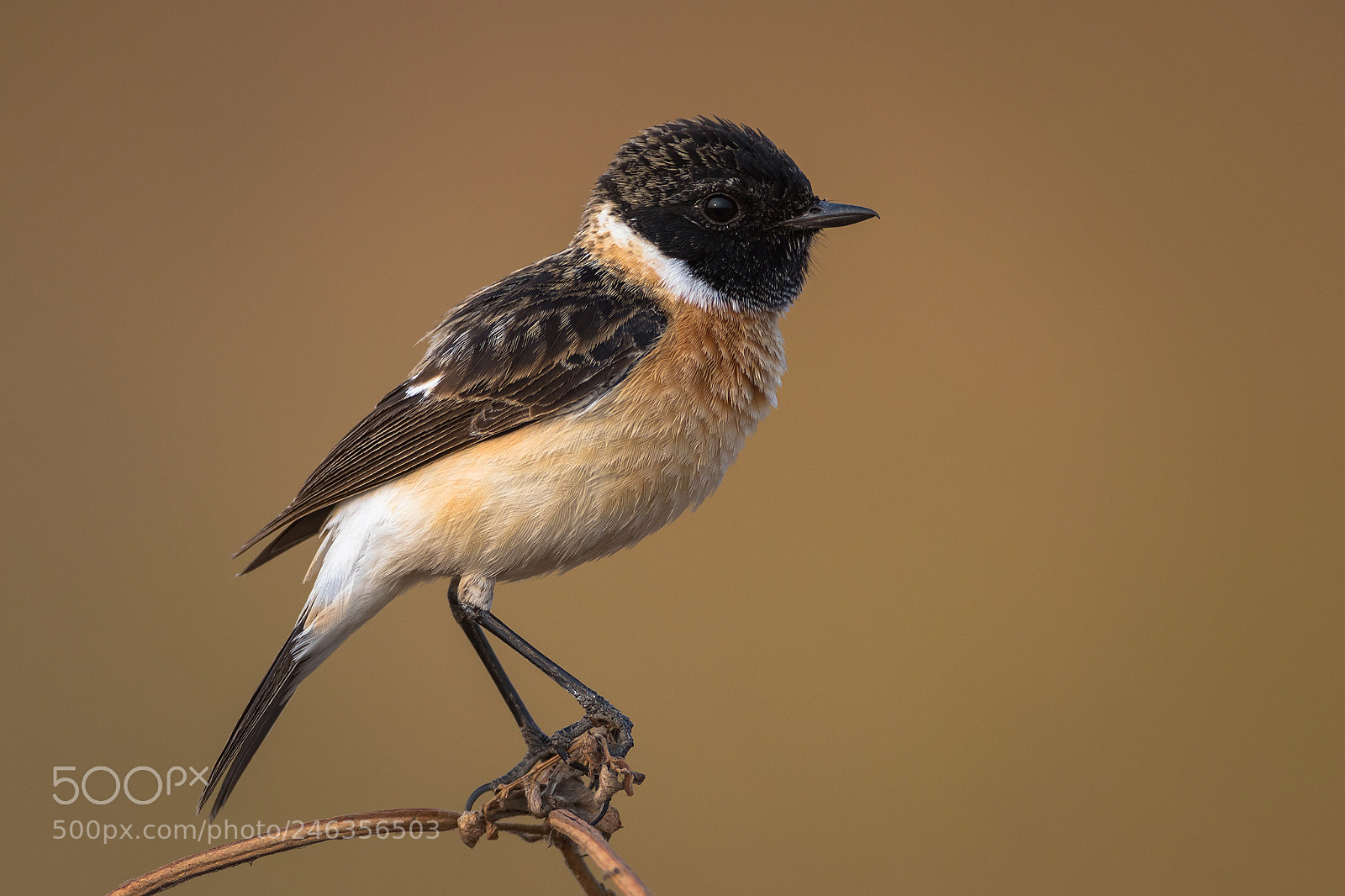 Canon EOS 7D Mark II sample photo. Siberian stone chat photography