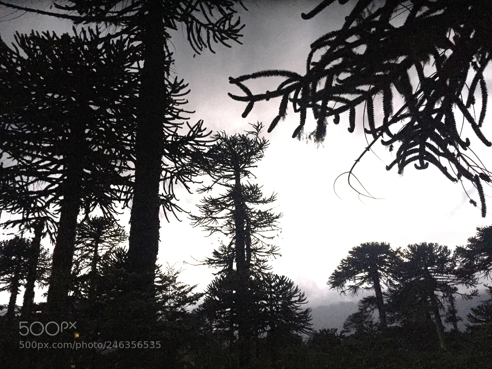 Apple iPhone 6 sample photo. Beautiful storm conguillio photography