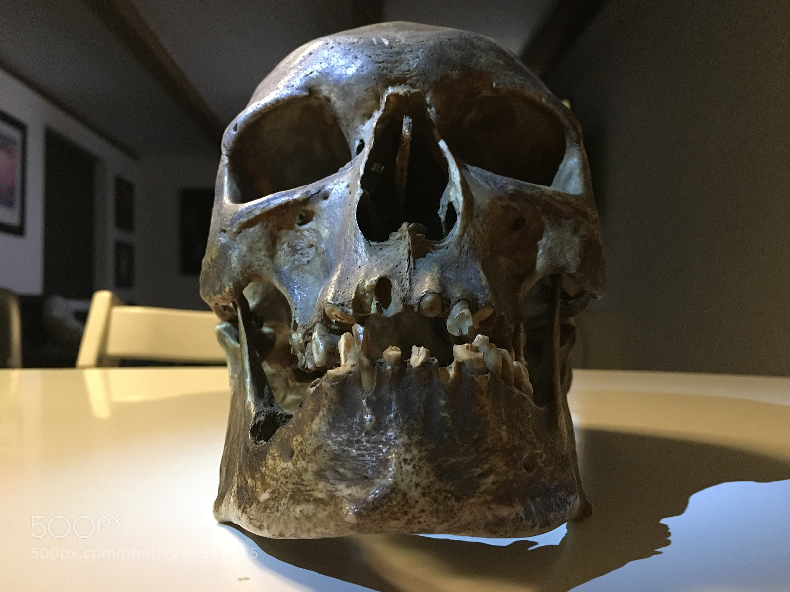 Apple iPhone 6s sample photo. Old skull photography