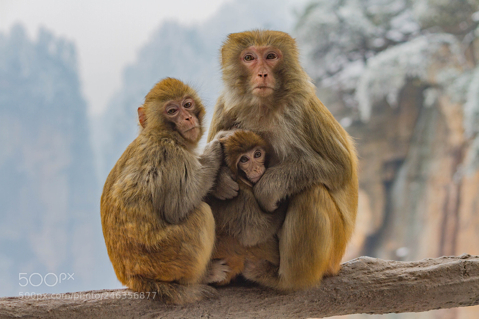 Canon EOS 7D sample photo. Monkey family photography