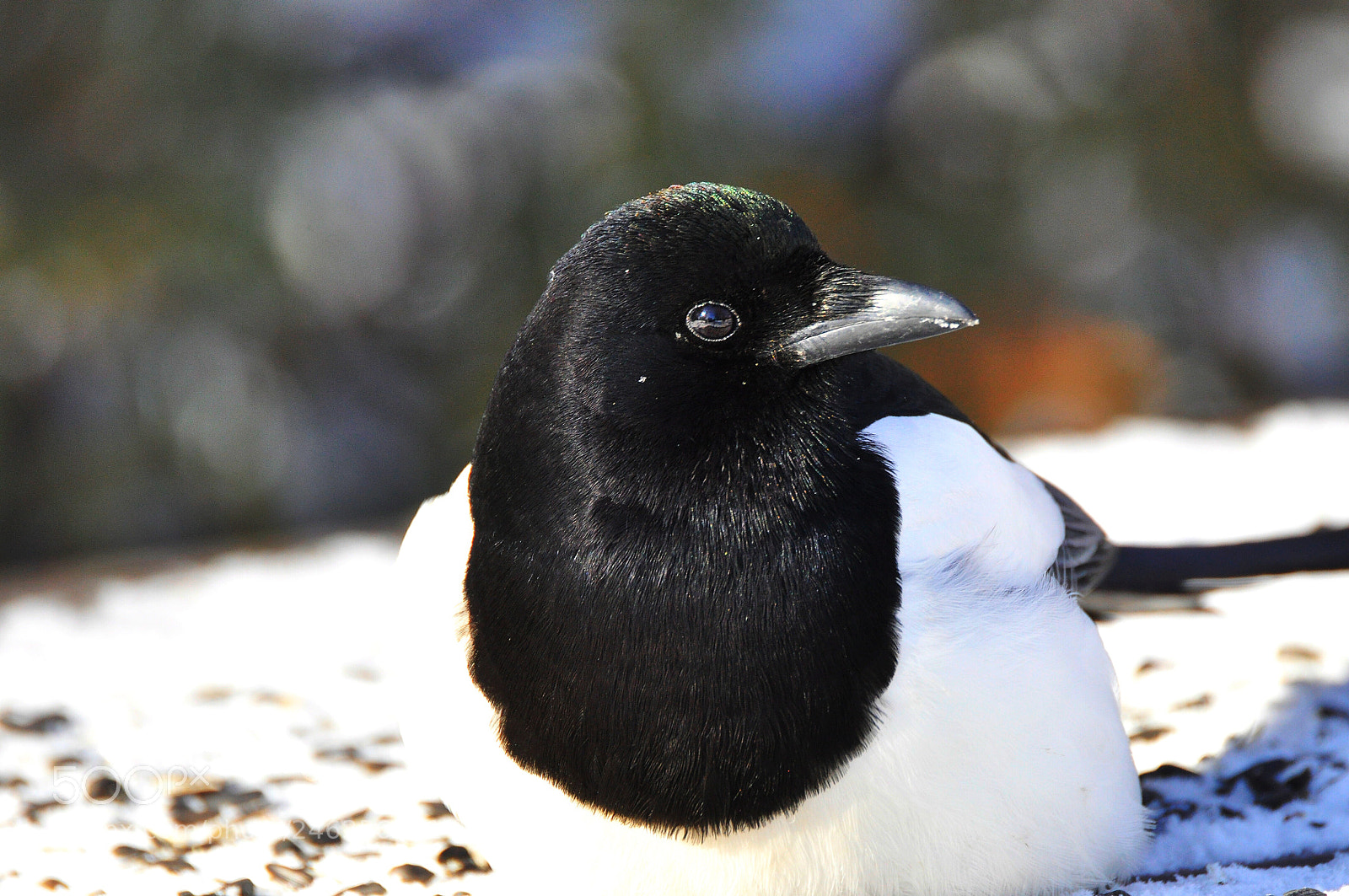 Nikon D90 sample photo. Magpie photography