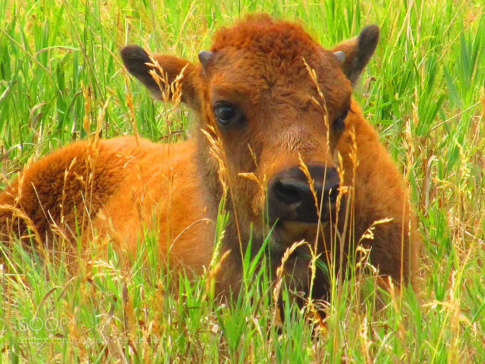 Canon PowerShot SX130 IS sample photo. Calf in the meadow photography