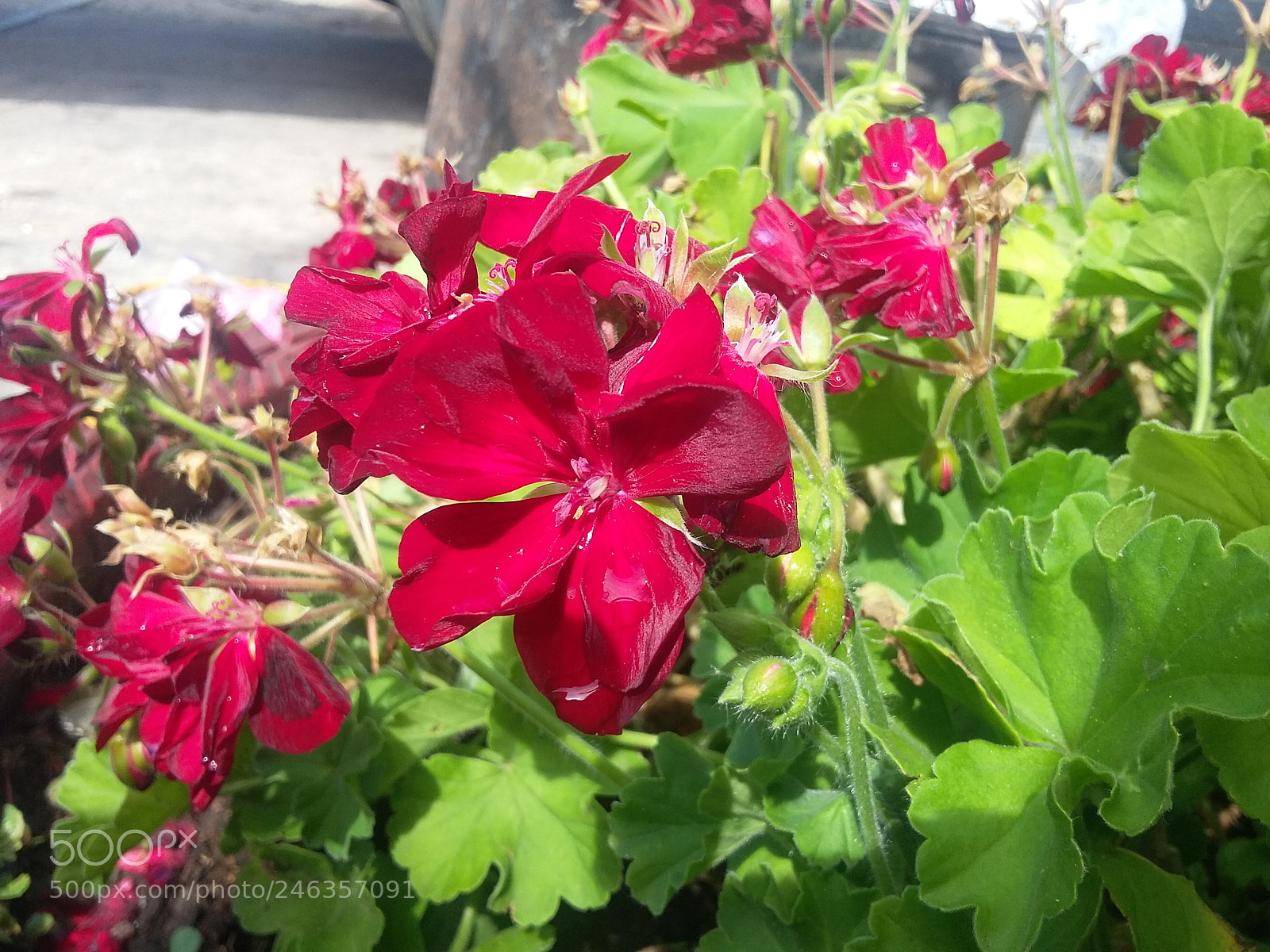 Samsung Galaxy Grand Prime sample photo. Pelargonium inquinans photography